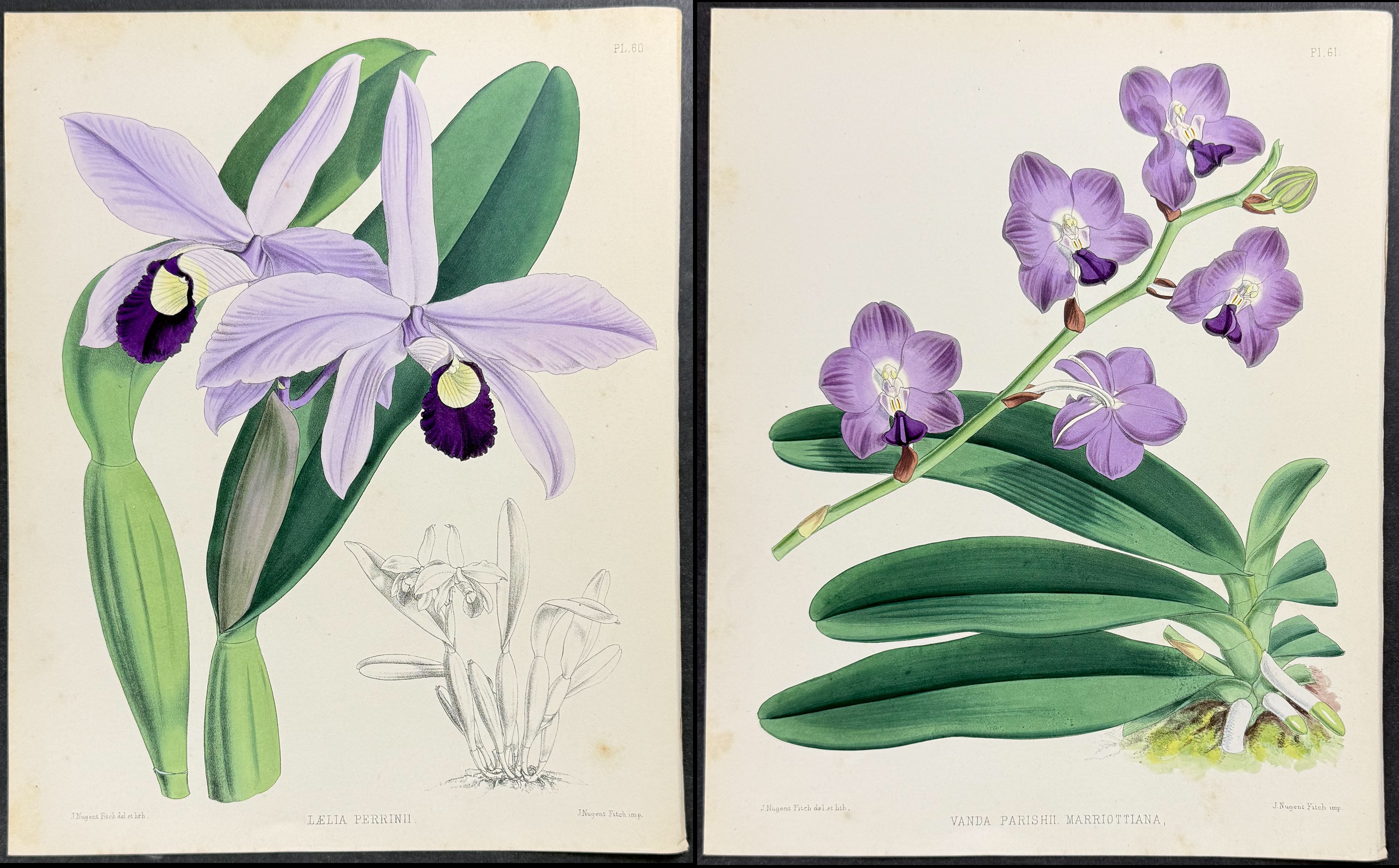 Warner - 6 Orchid Lithographs