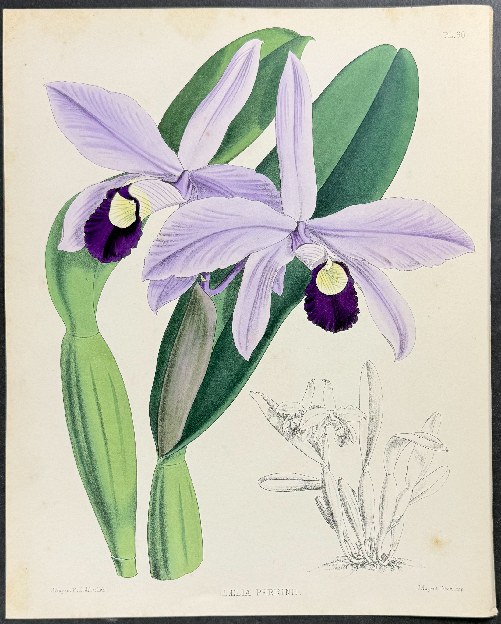 Warner - 6 Orchid Lithographs