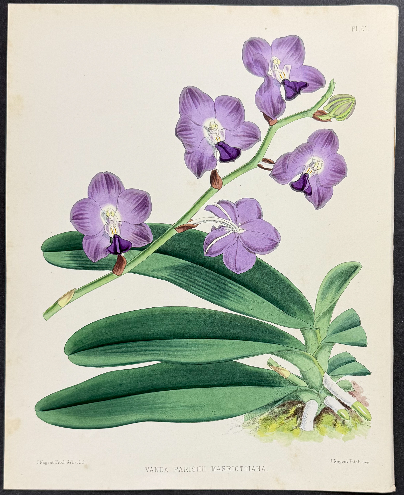 Warner - 6 Orchid Lithographs