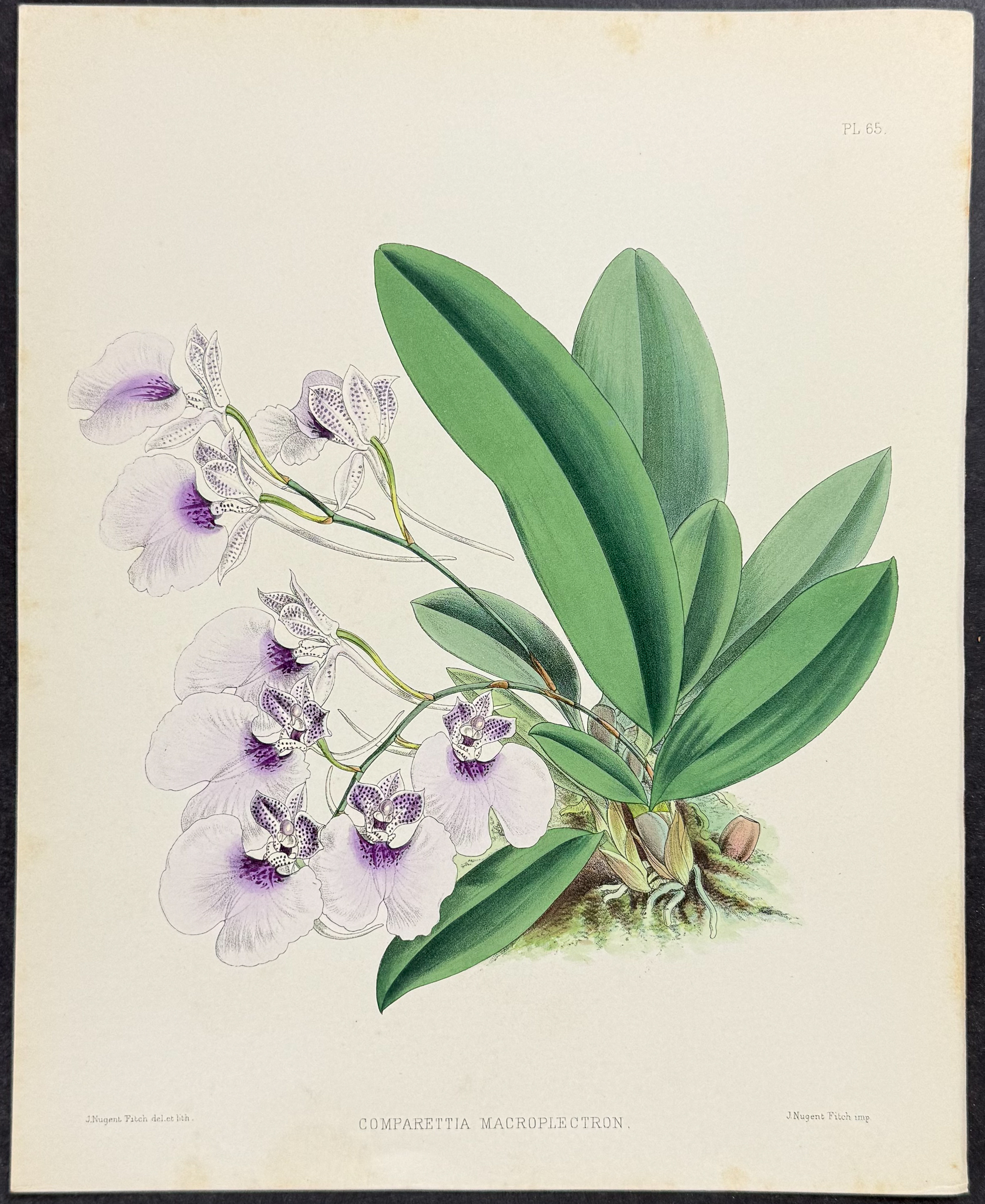 Warner - 6 Orchid Lithographs