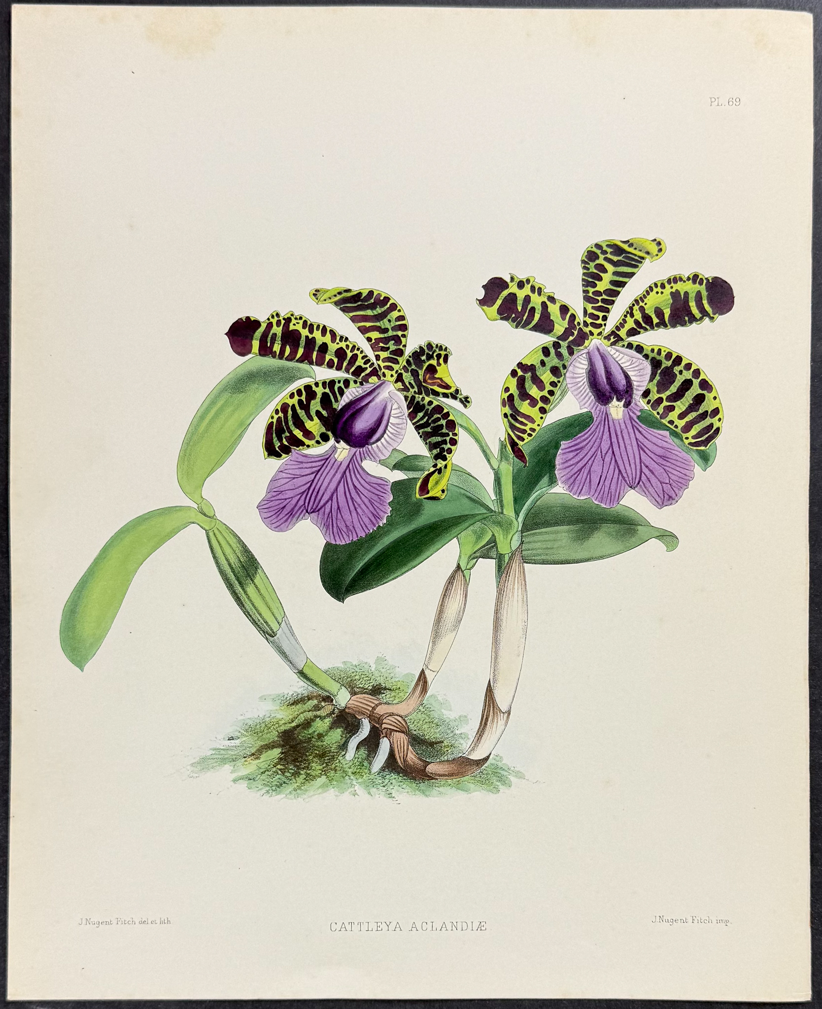Warner - 6 Orchid Lithographs