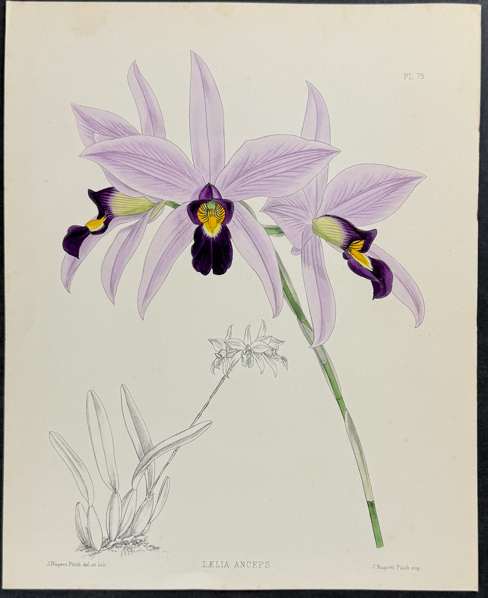 Warner - 6 Orchid Lithographs