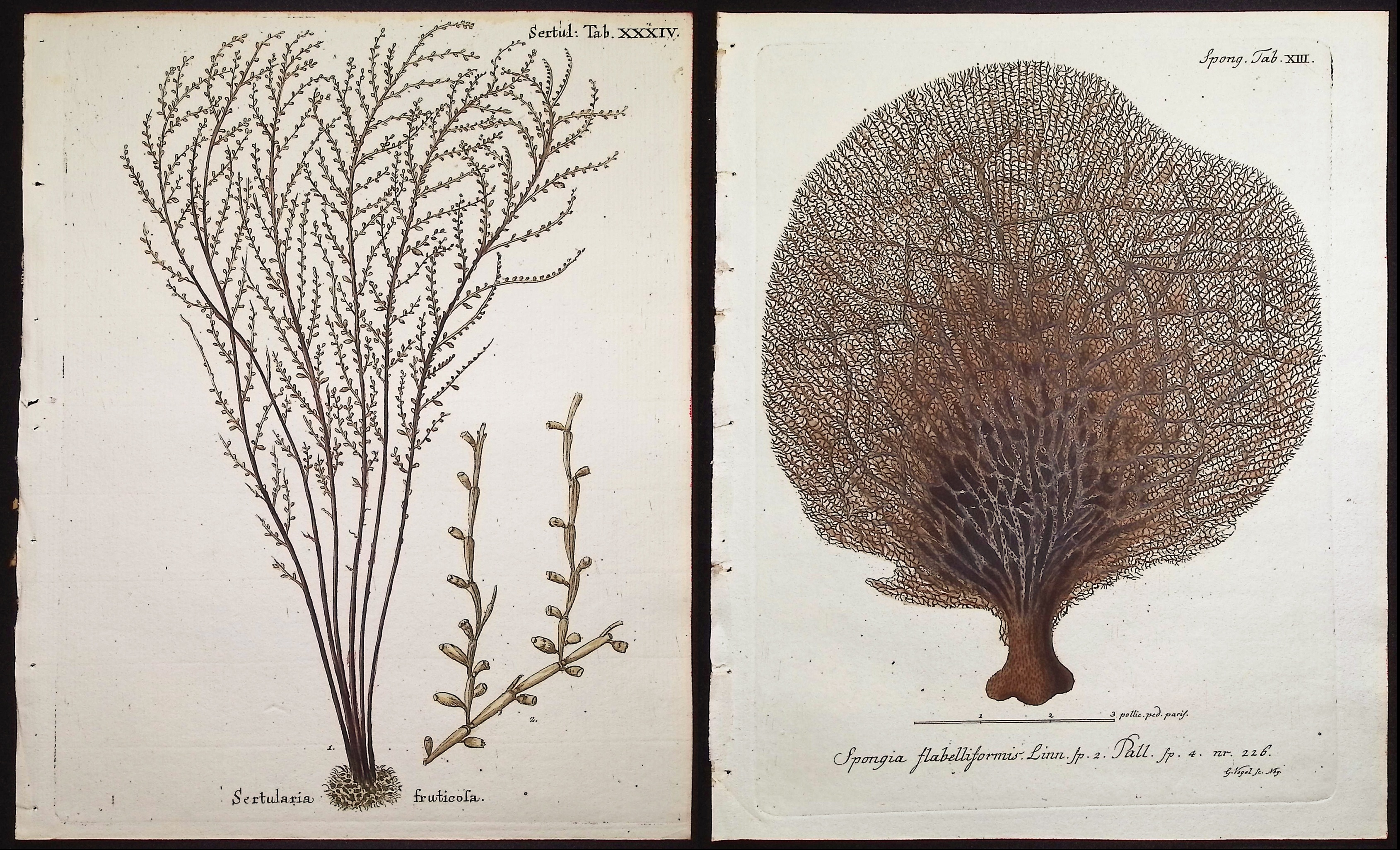 Esper - 8 Coral or Sea Life Engravings