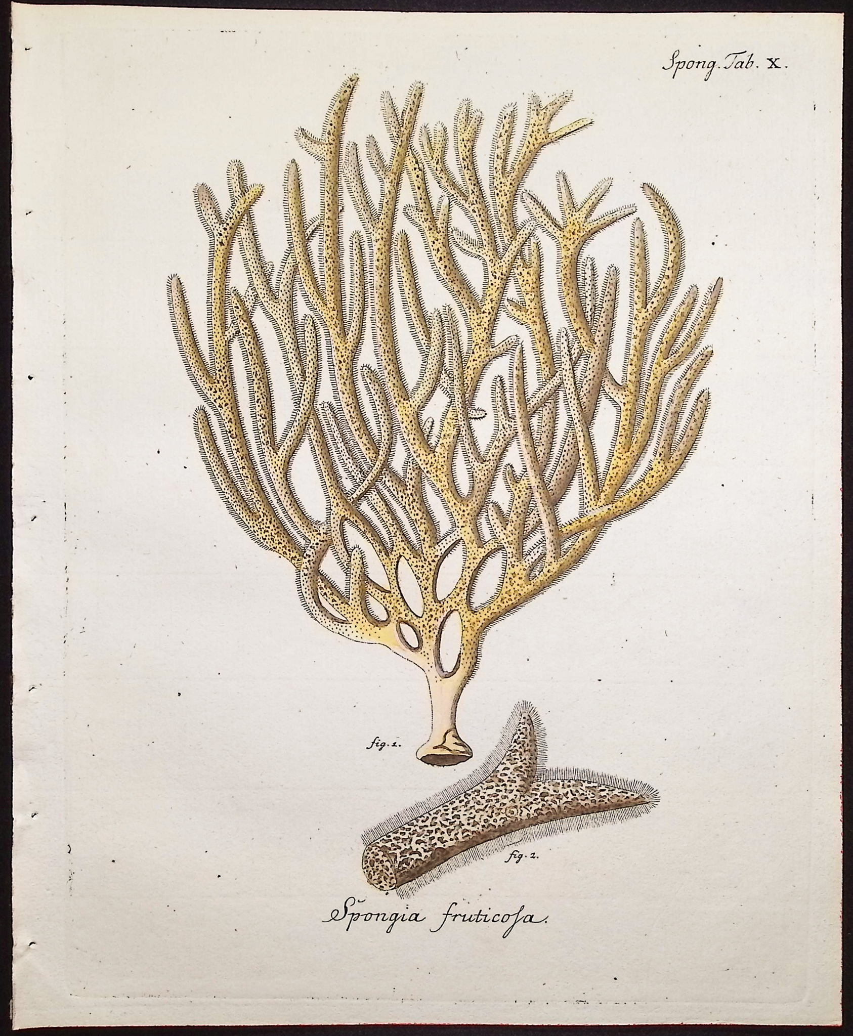 Esper - 8 Coral or Sea Life Engravings