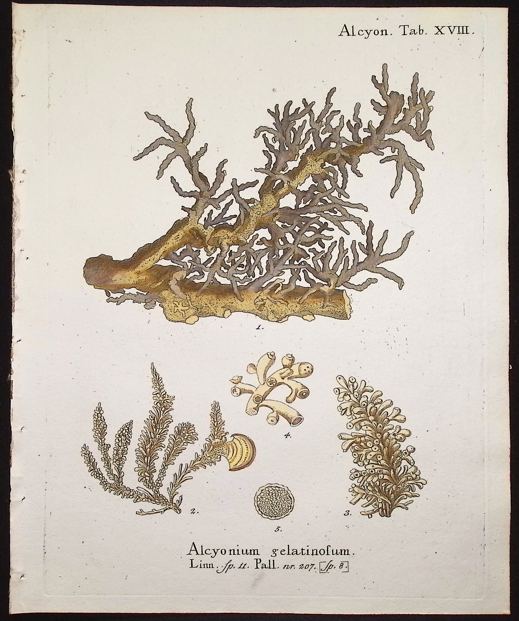 Esper - 8 Coral or Sea Life Engravings