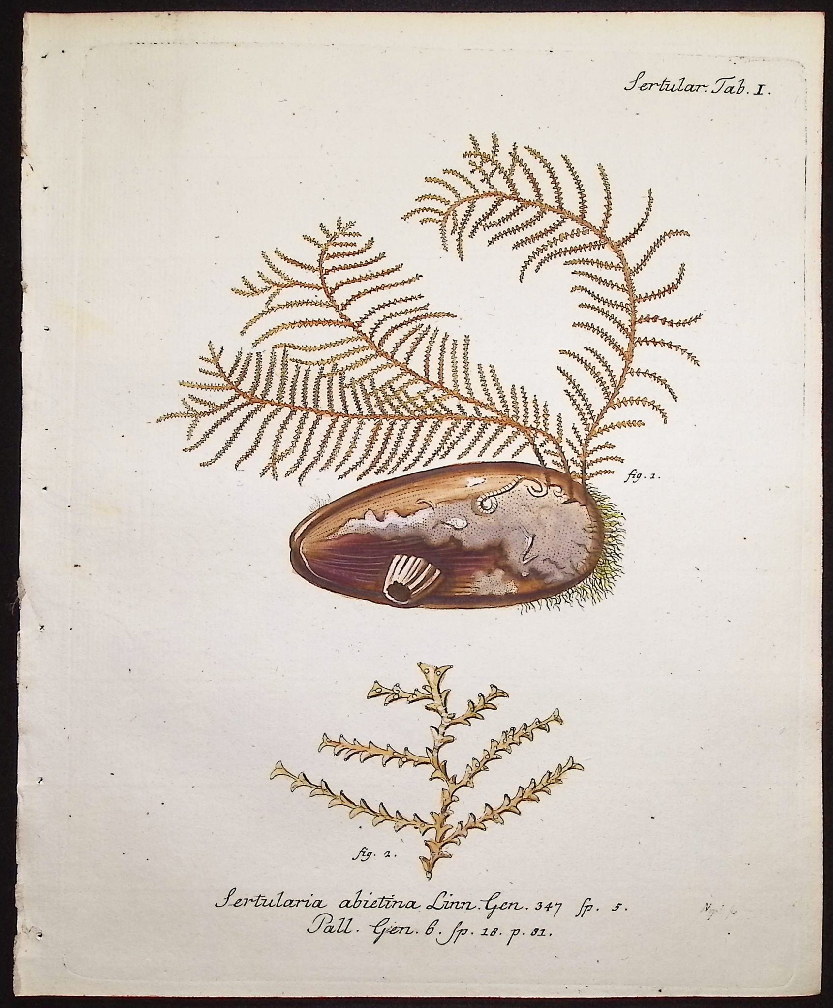 Esper - 8 Coral or Sea Life Engravings