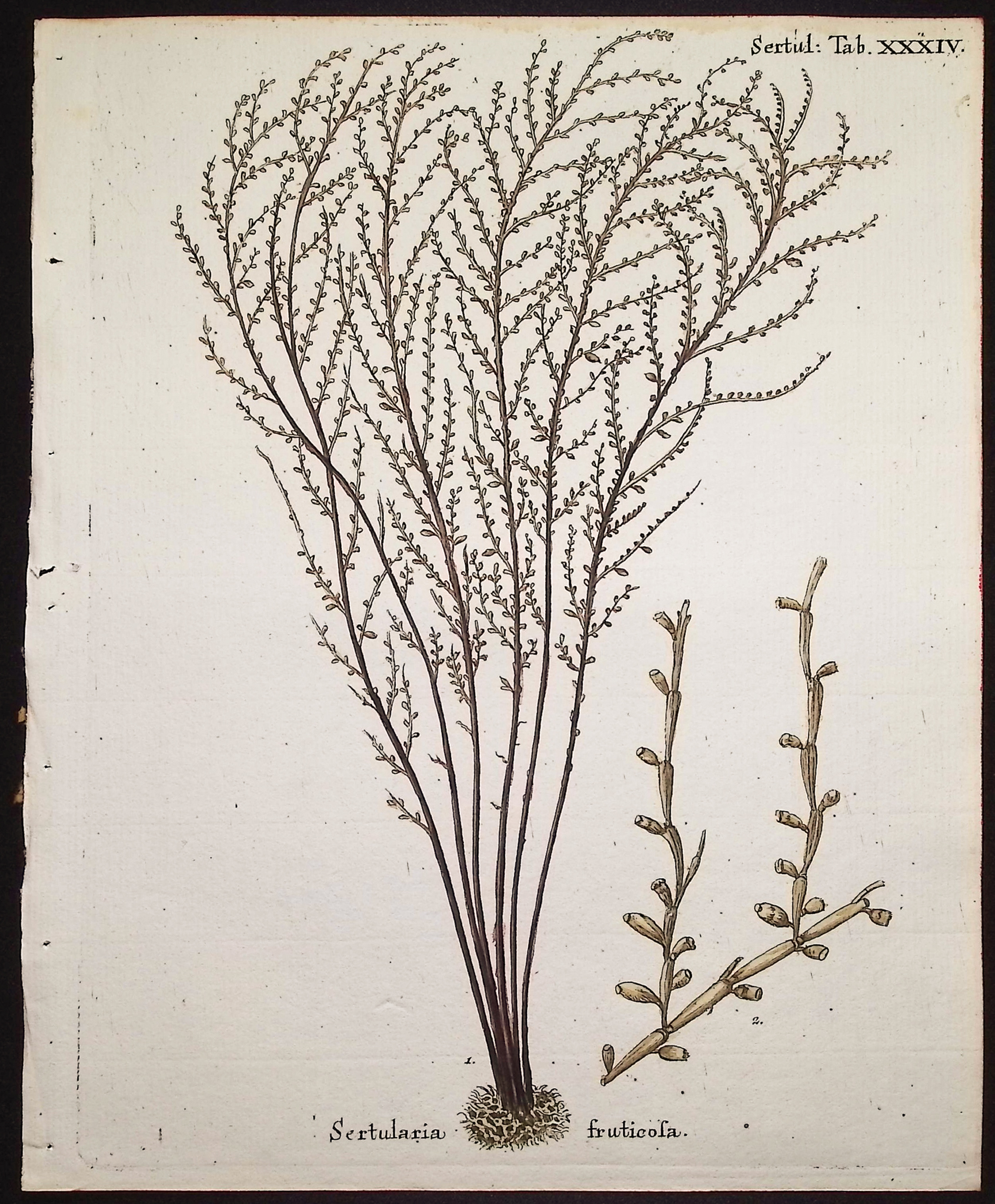 Esper - 8 Coral or Sea Life Engravings