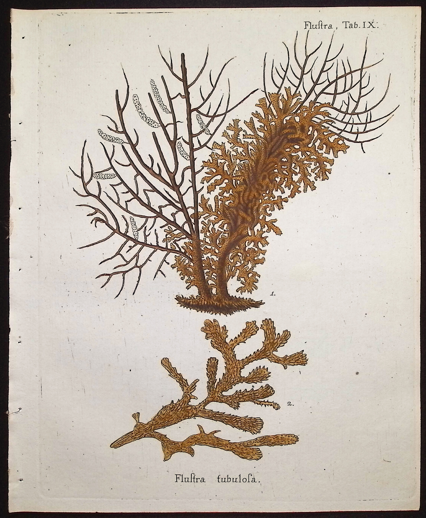 Esper - 8 Coral or Sea Life Engravings