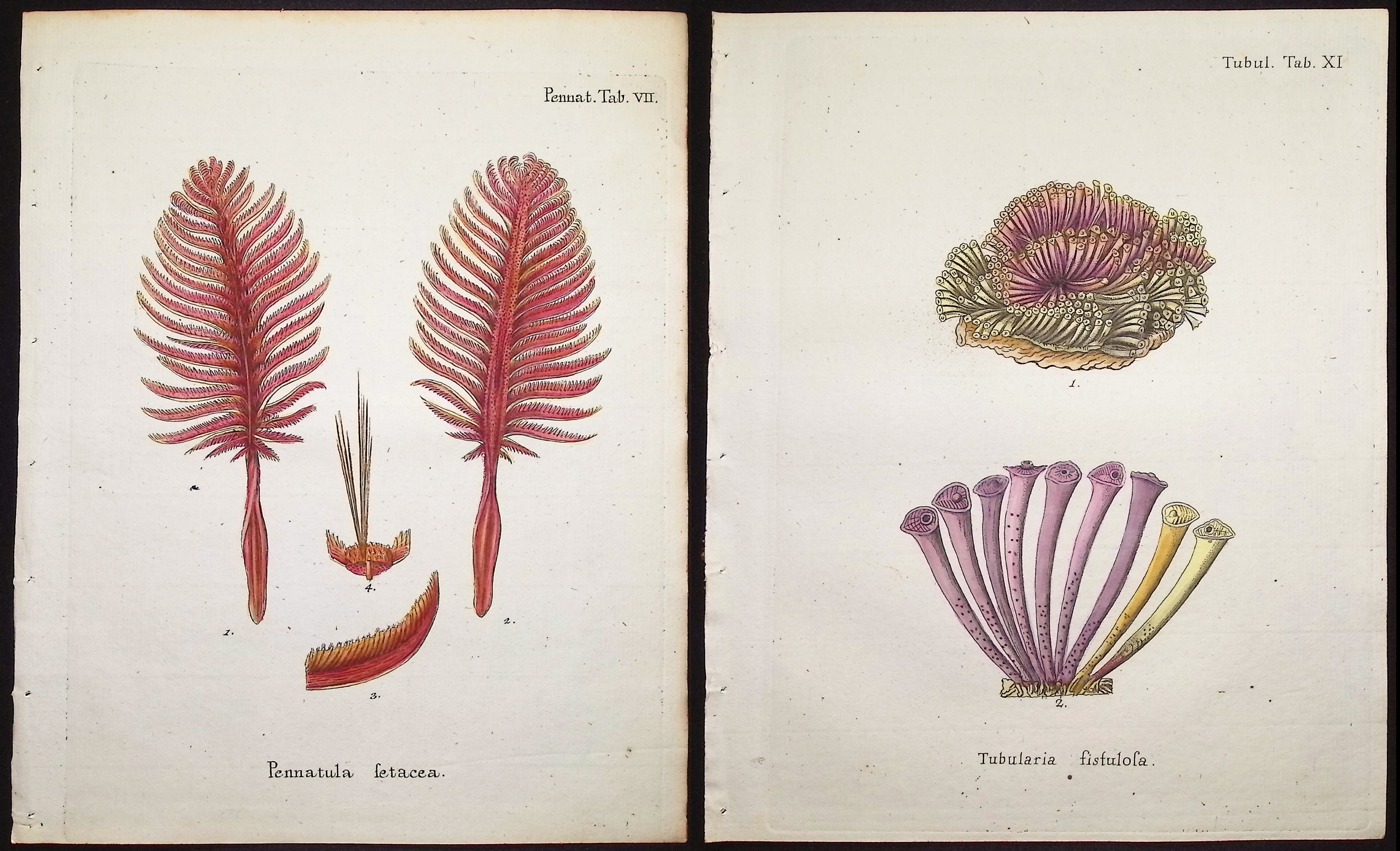 Esper - 8 Coral or Sea Life Engravings