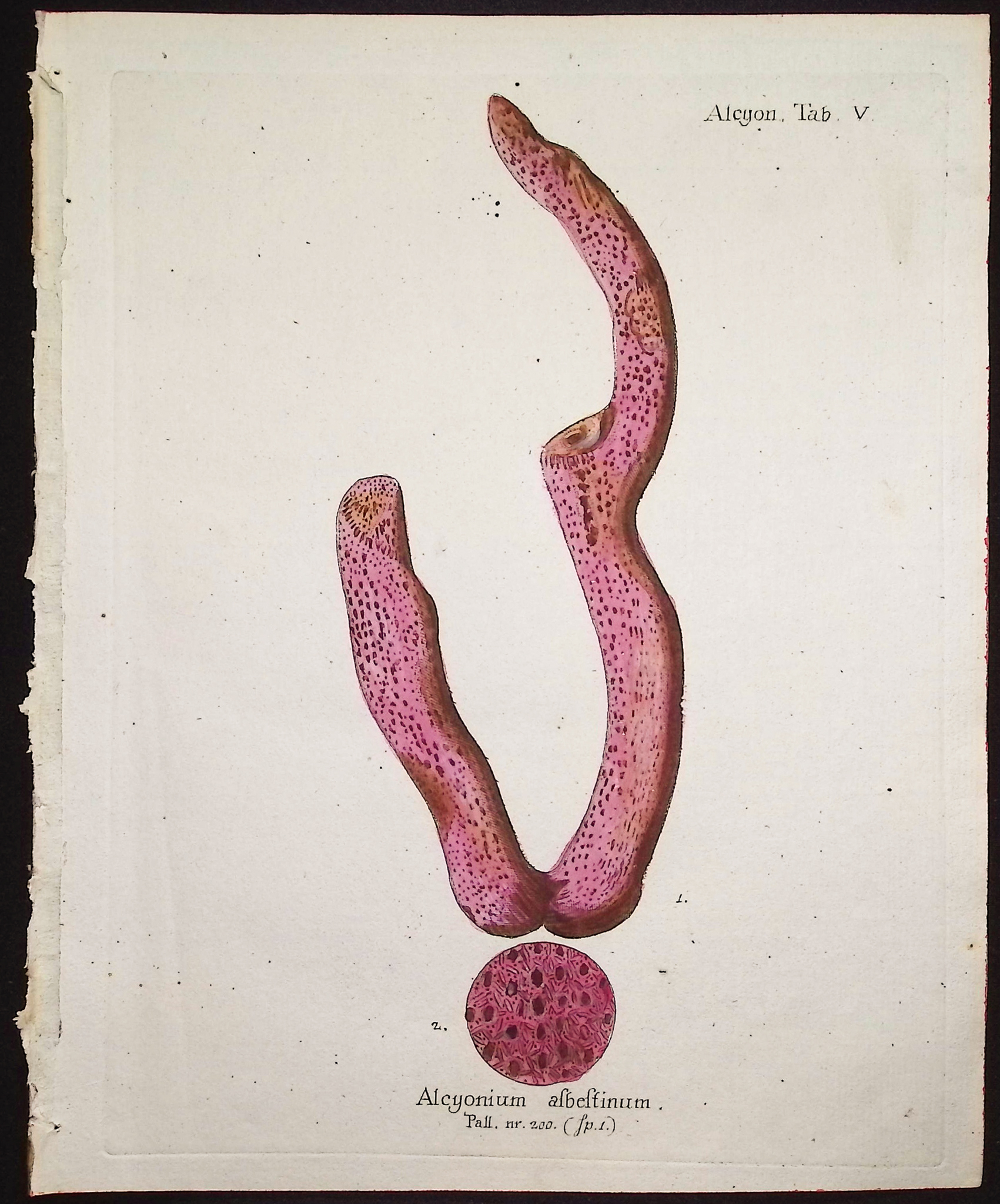 Esper - 8 Coral or Sea Life Engravings