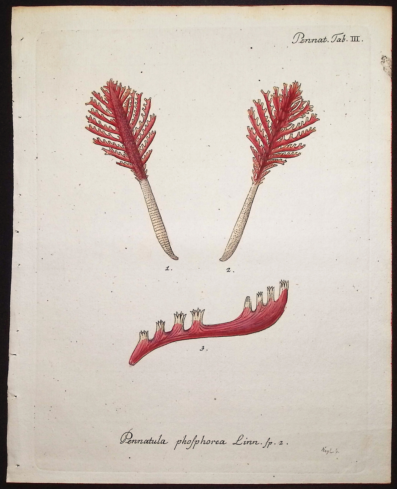 Esper - 8 Coral or Sea Life Engravings