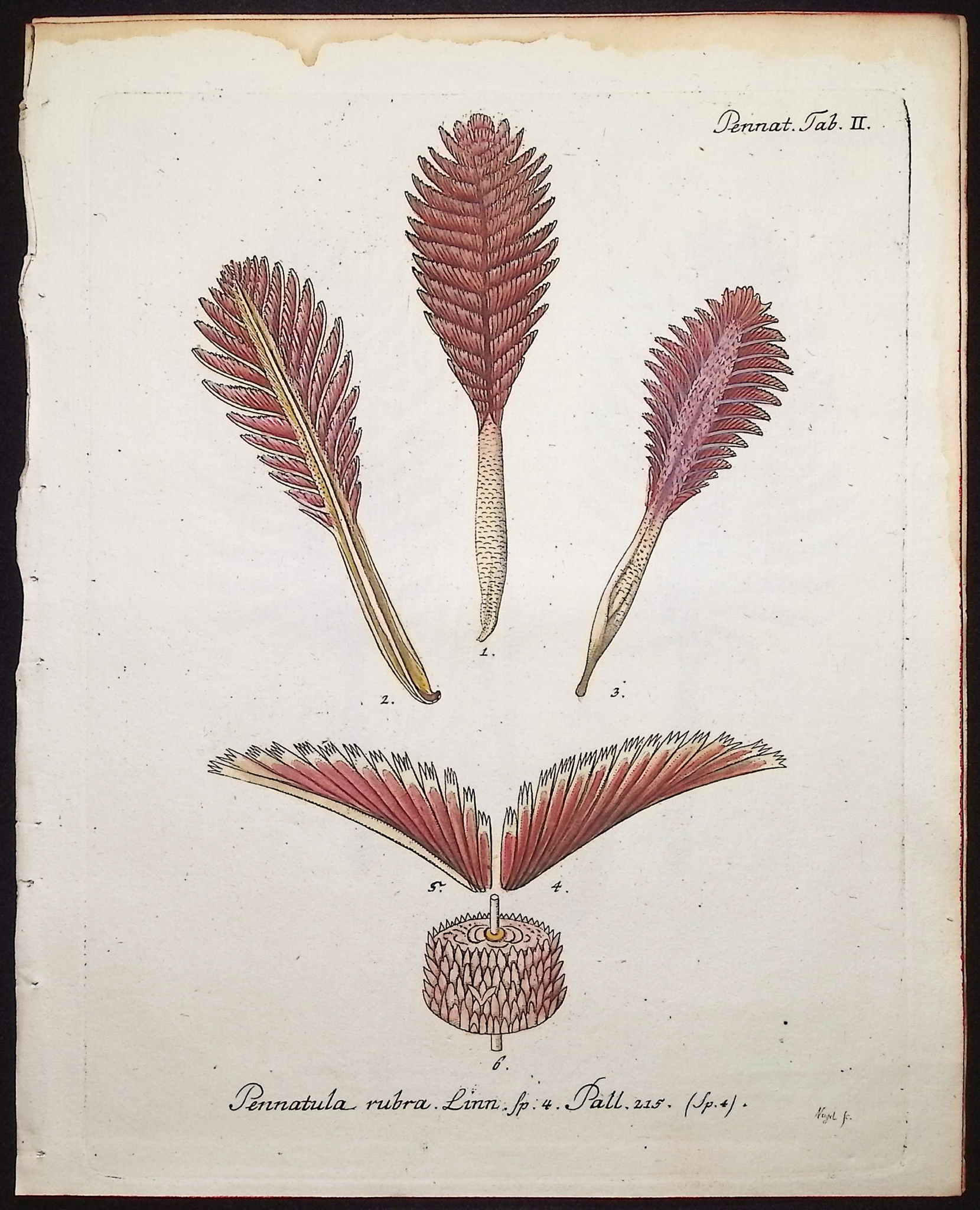 Esper - 8 Coral or Sea Life Engravings