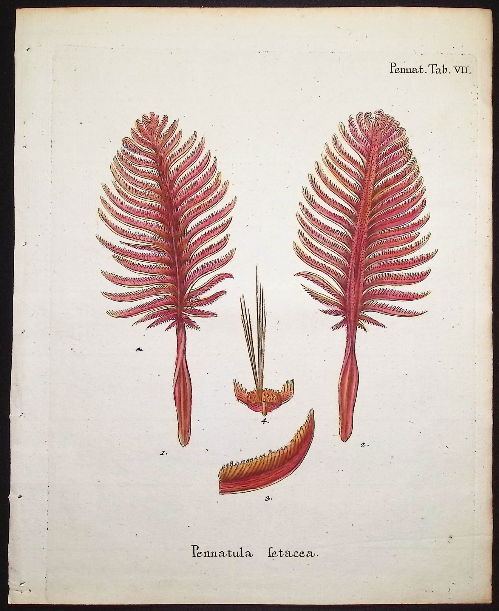 Esper - 8 Coral or Sea Life Engravings