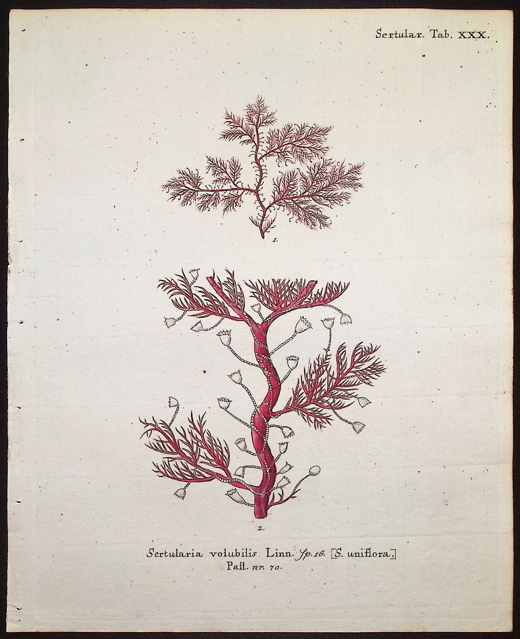 Esper - 8 Coral or Sea Life Engravings
