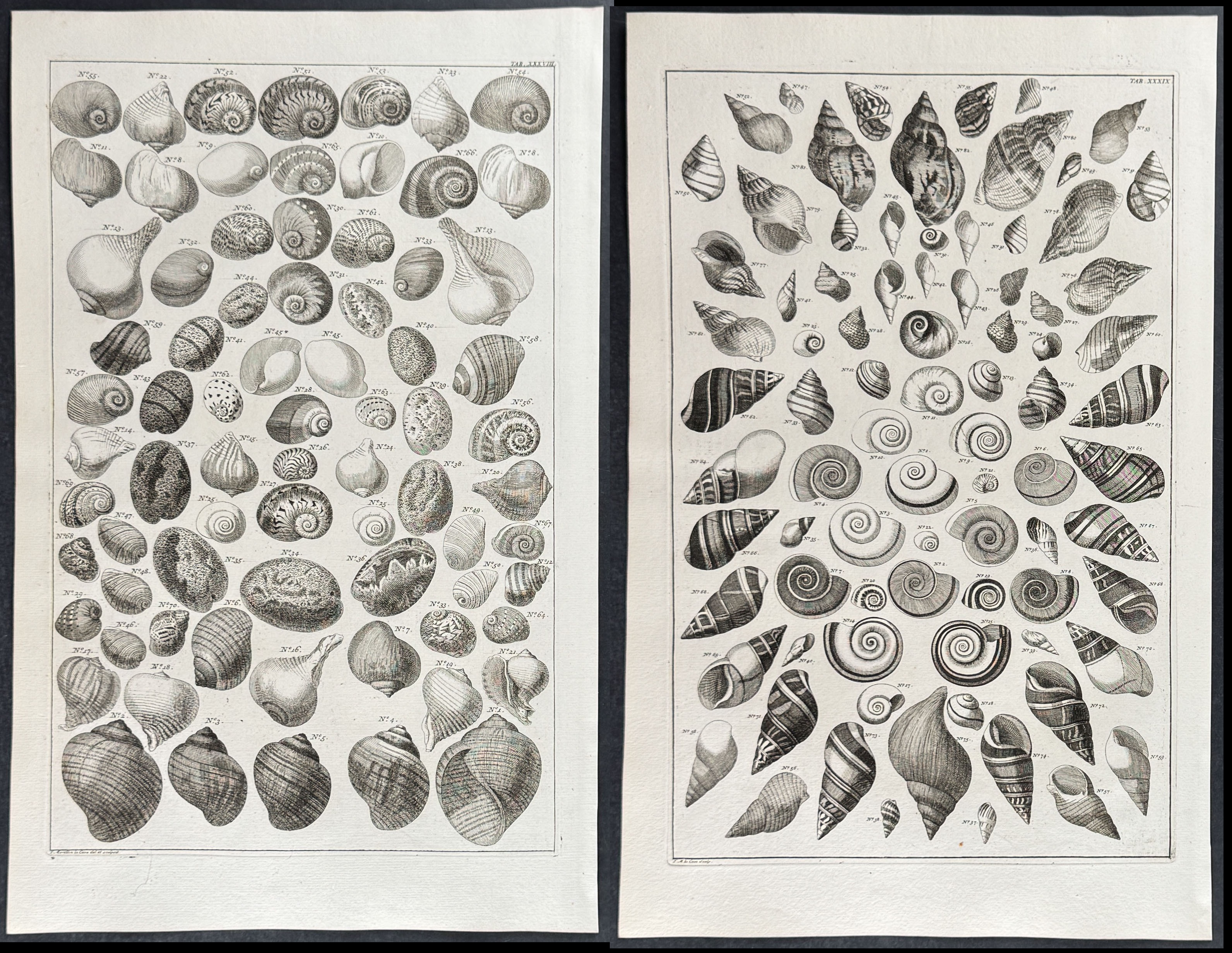 Seba - 4 Shell Engravings