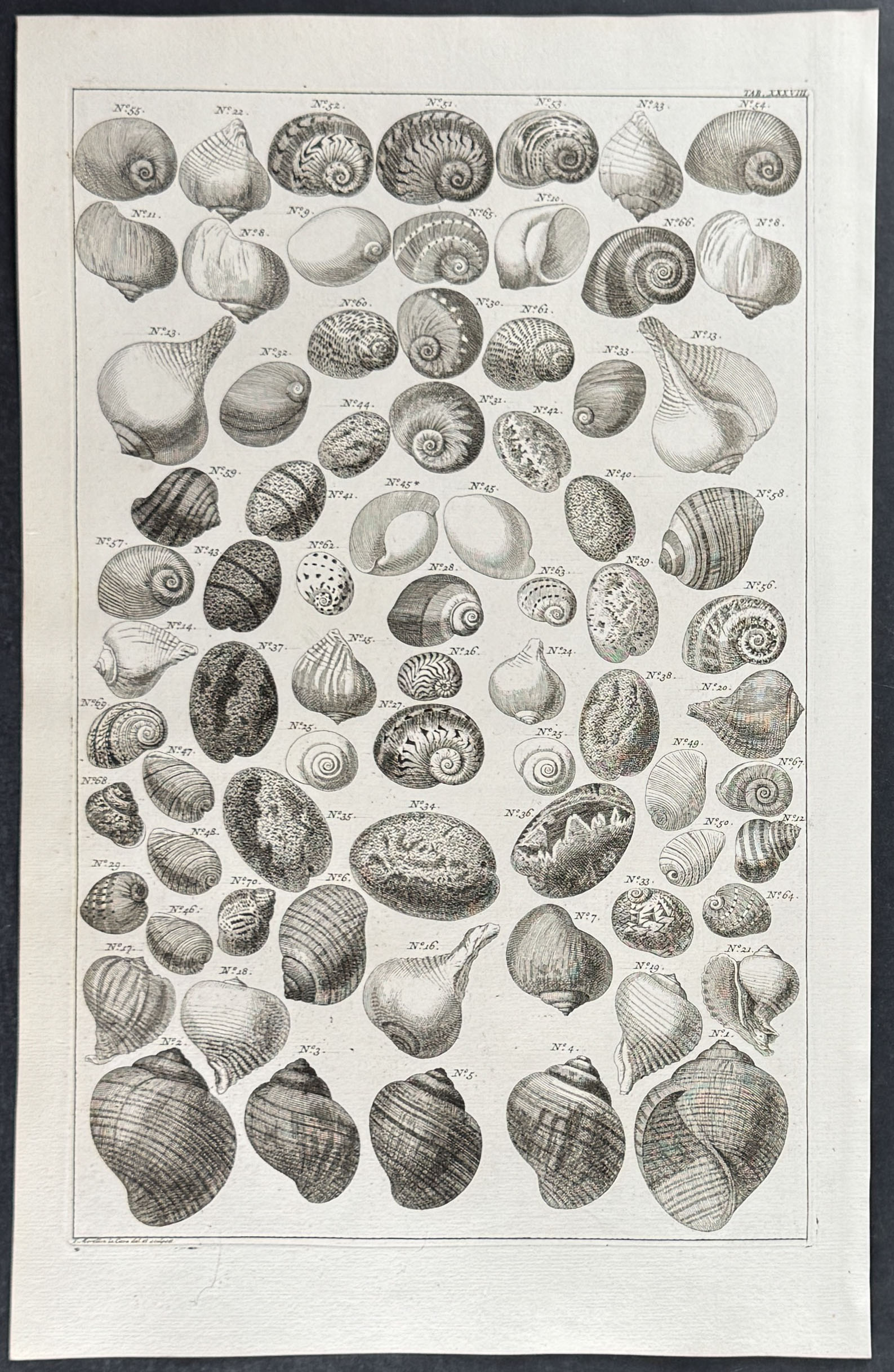 Seba - 4 Shell Engravings