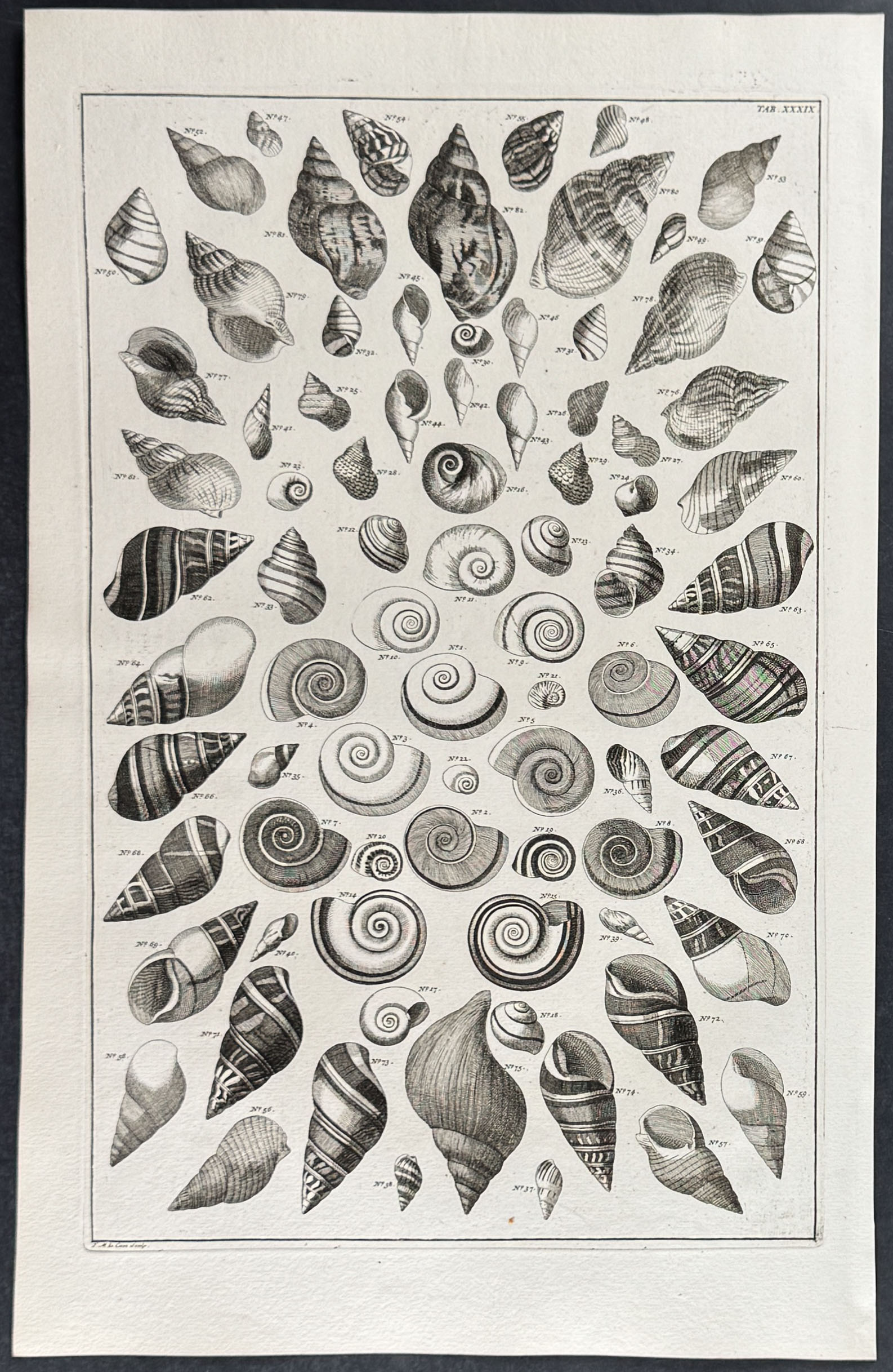 Seba - 4 Shell Engravings