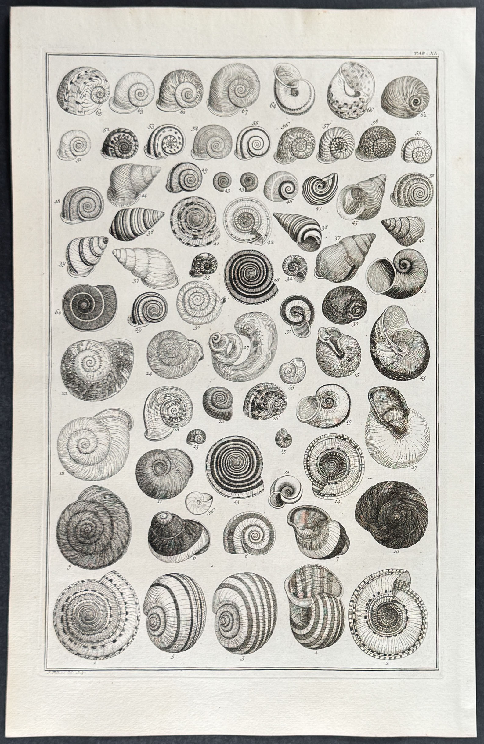 Seba - 4 Shell Engravings