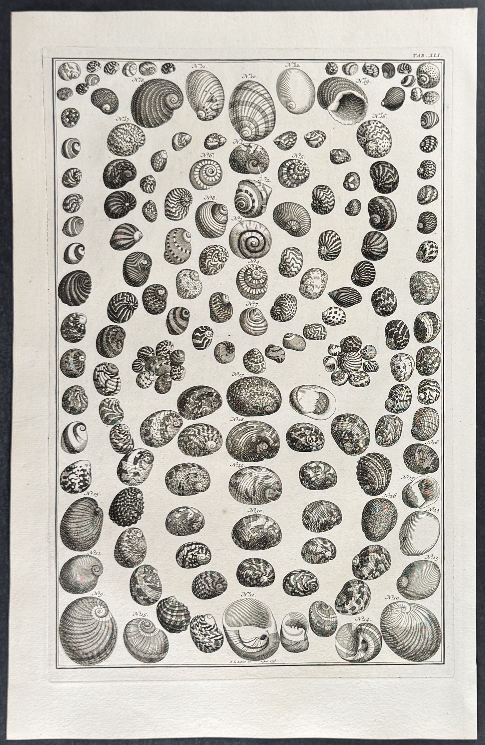 Seba - 4 Shell Engravings