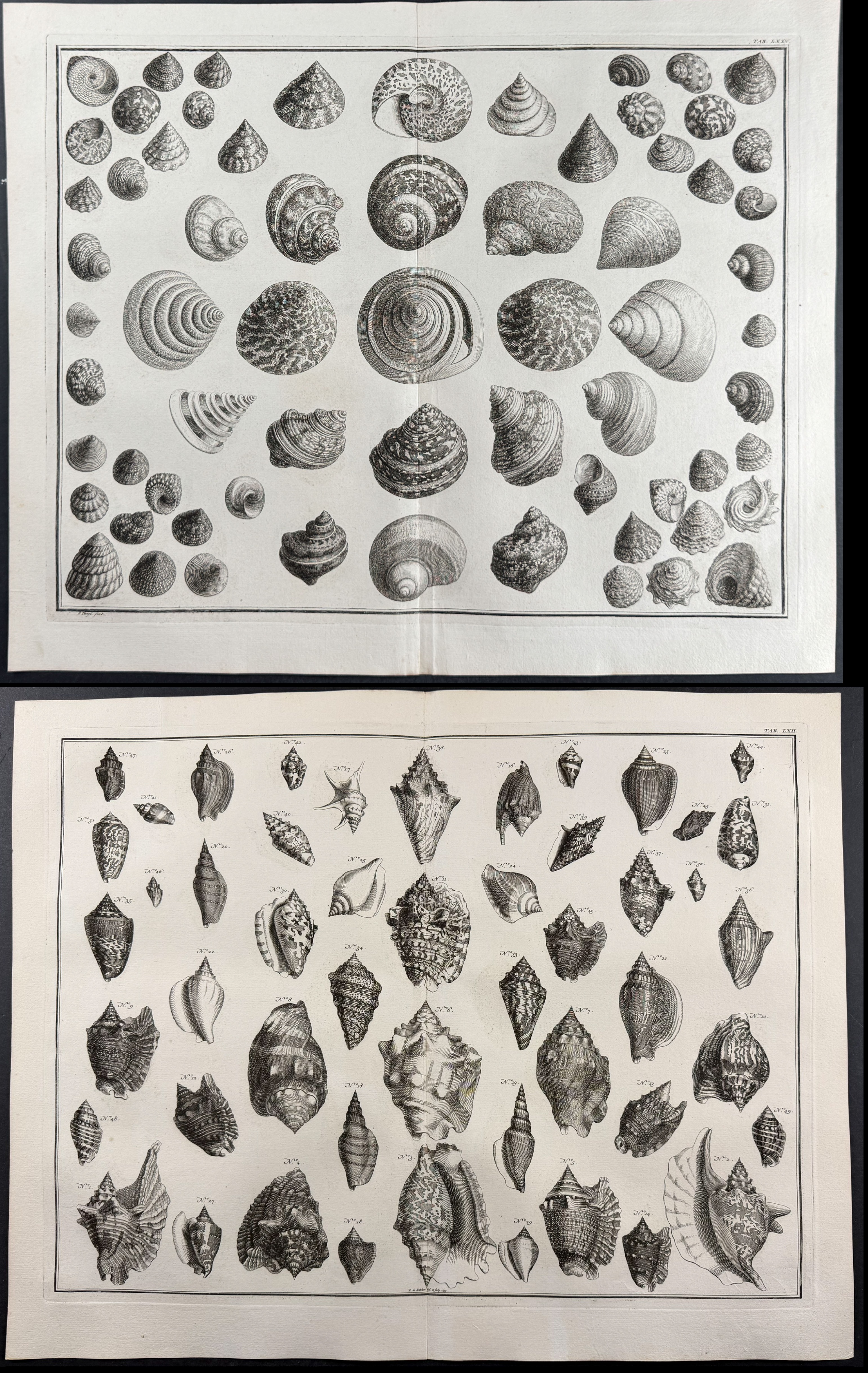 Seba - 4 Shell Engravings