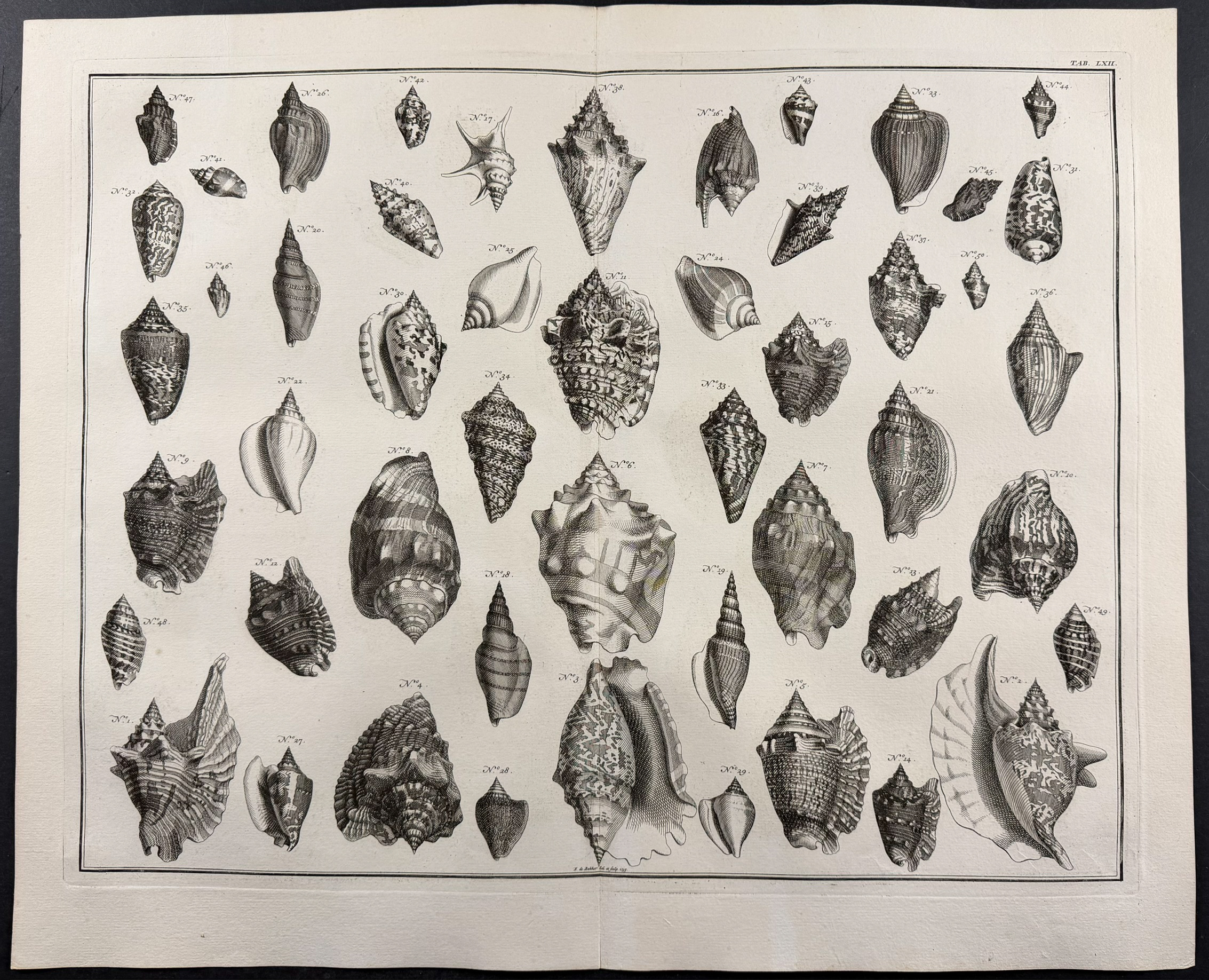 Seba - 4 Shell Engravings