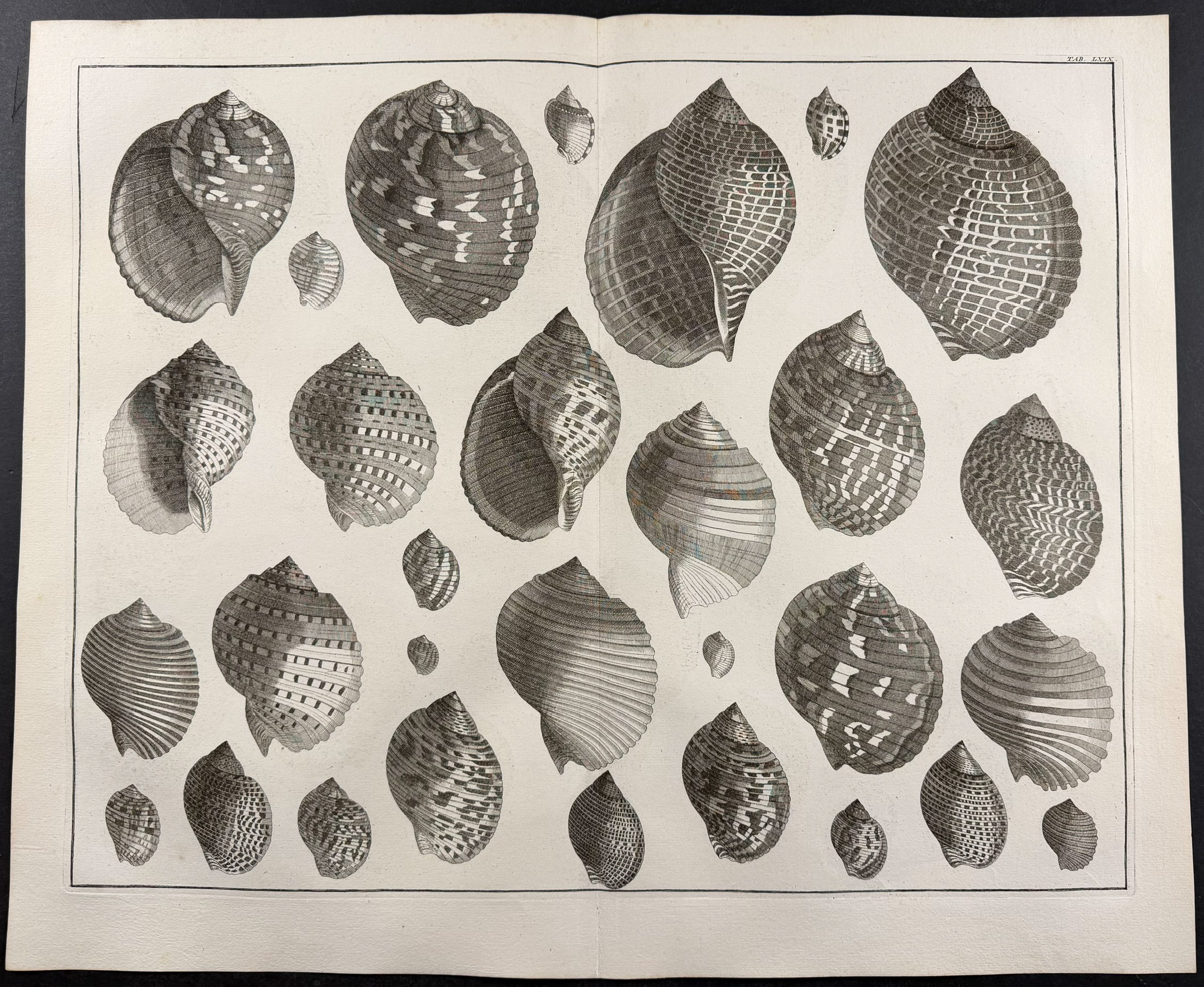 Seba - 4 Shell Engravings
