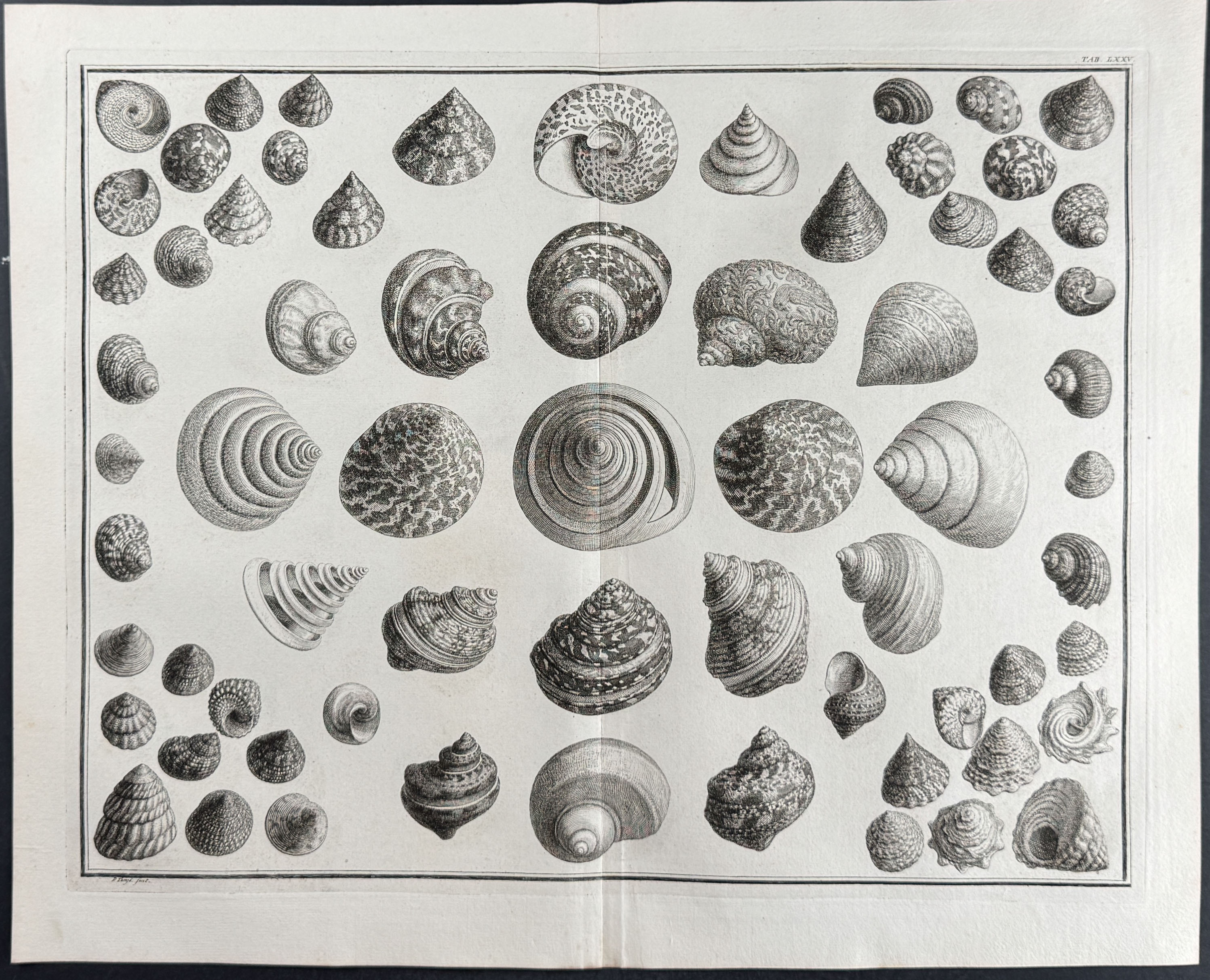 Seba - 4 Shell Engravings