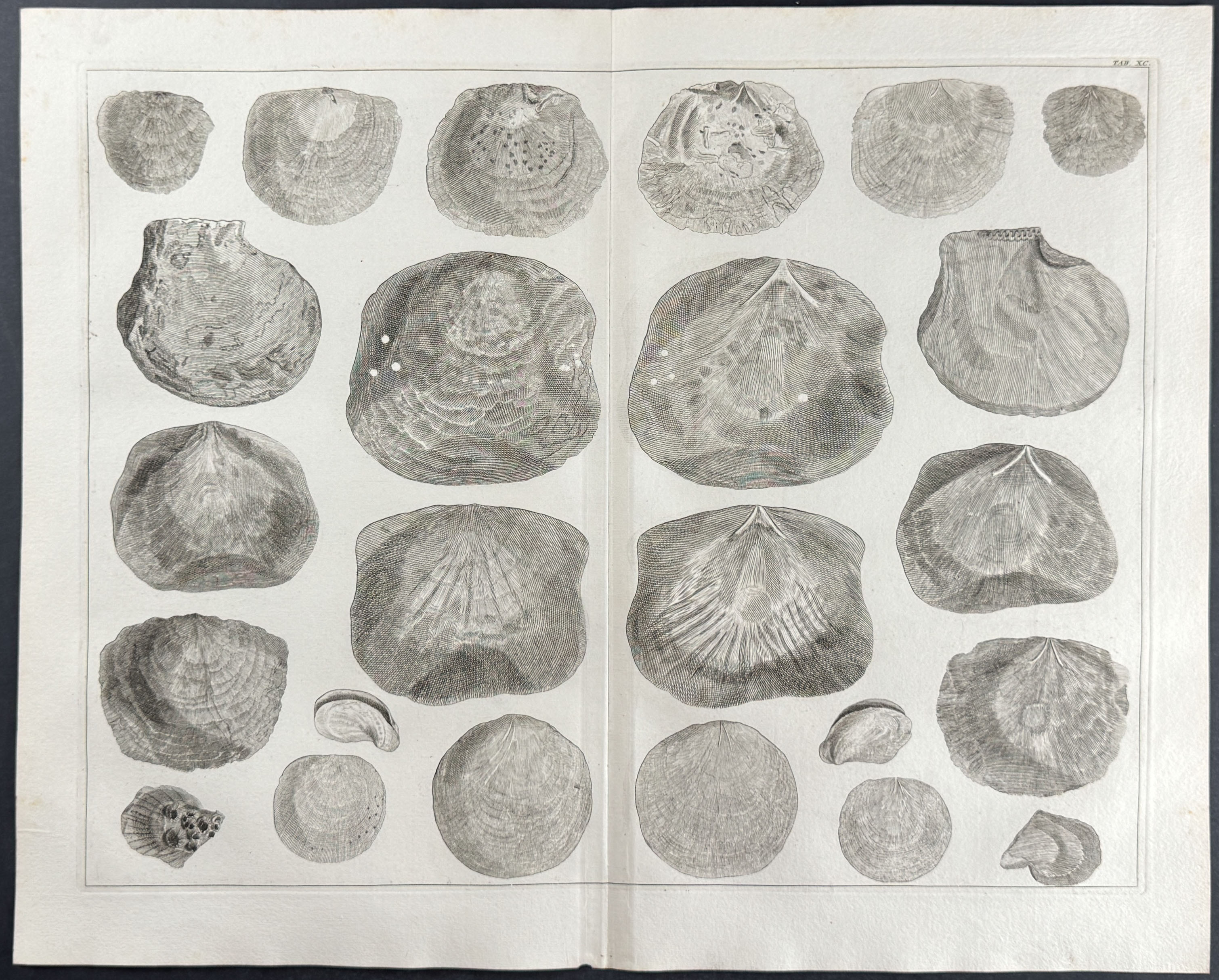 Seba - 4 Shell Engravings
