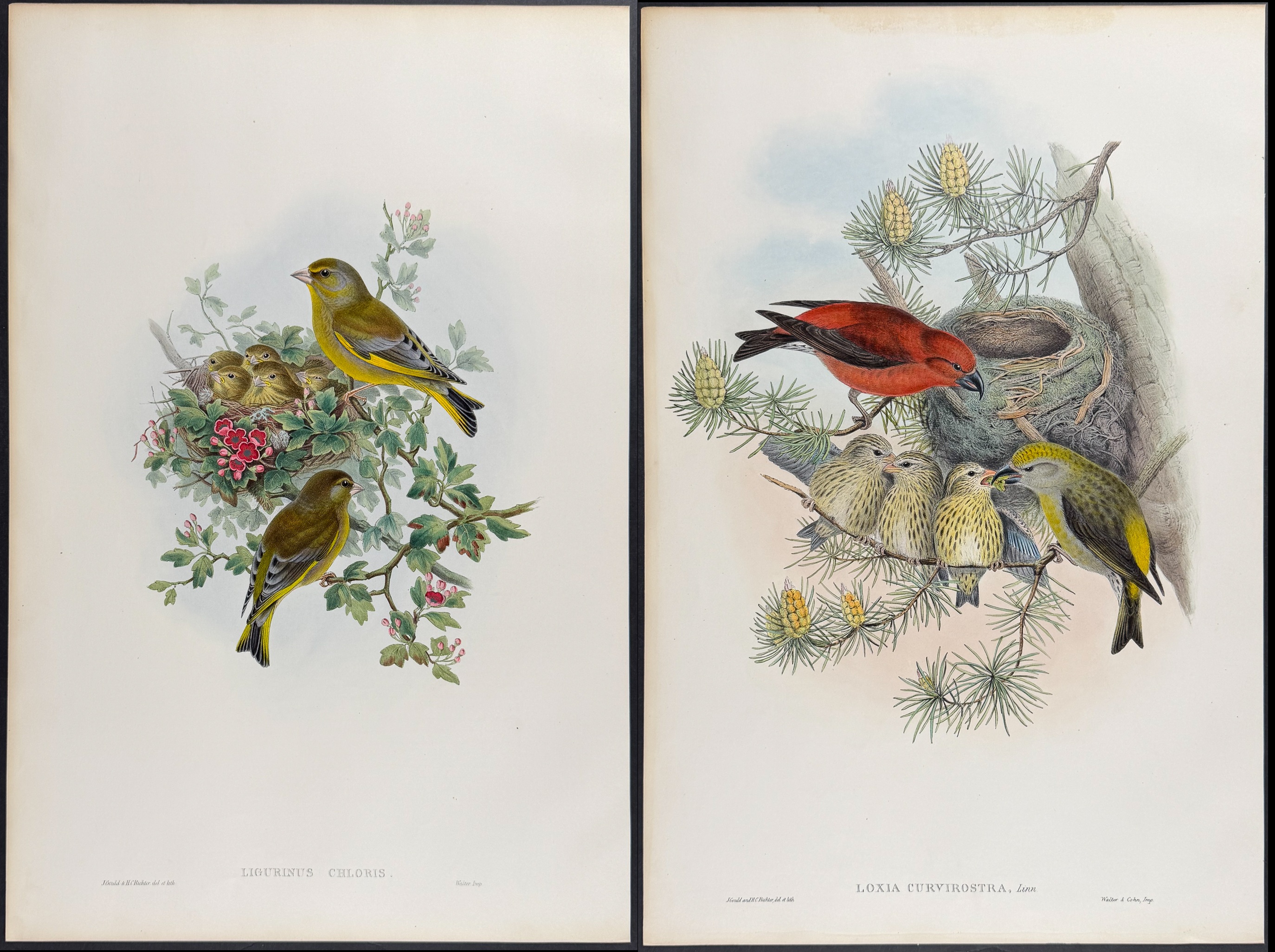 Gould, Great Britain - 3 Bird Lithographs of Greenfinch, Crossbill, & Redpole