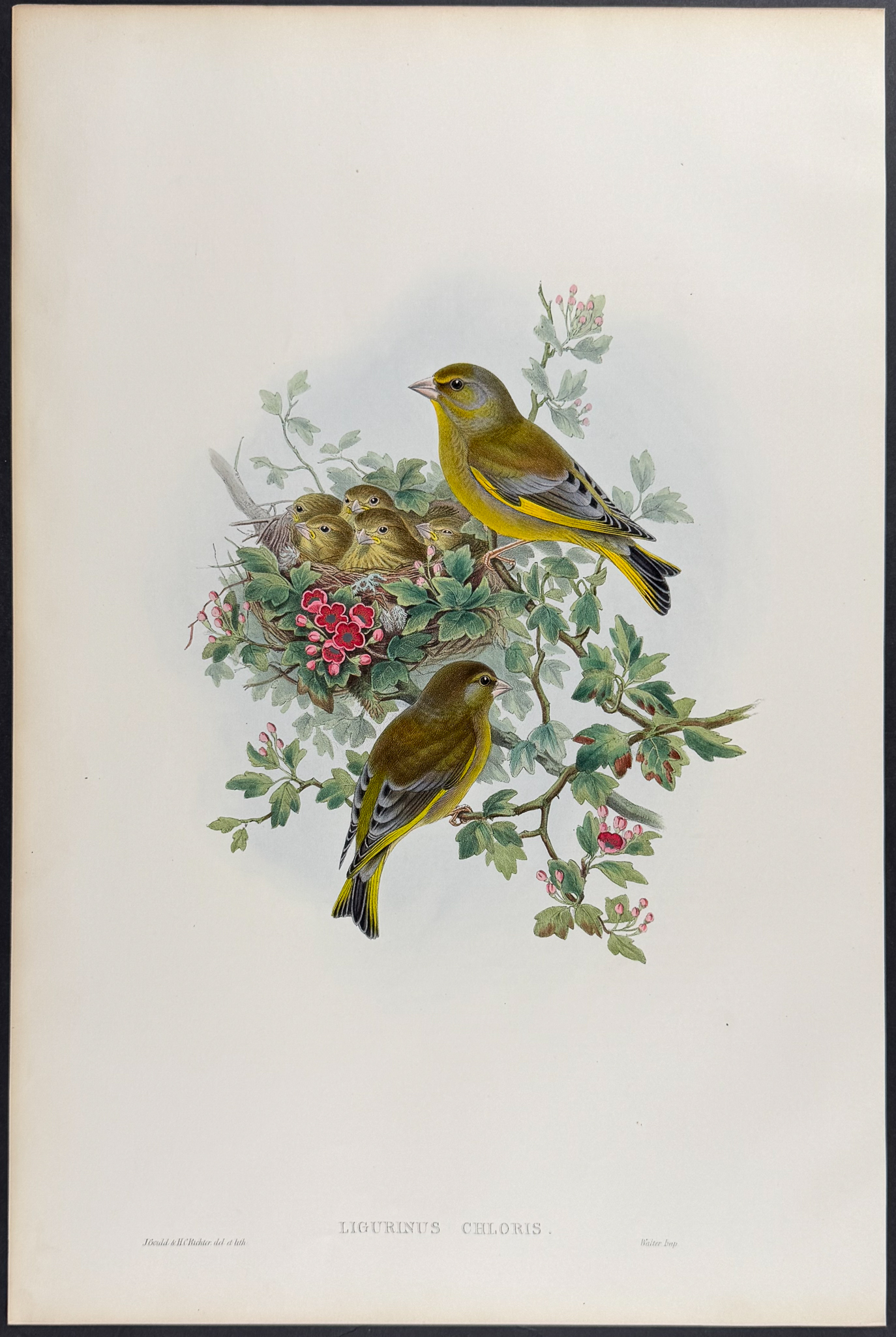Gould, Great Britain - 3 Bird Lithographs of Greenfinch, Crossbill, & Redpole