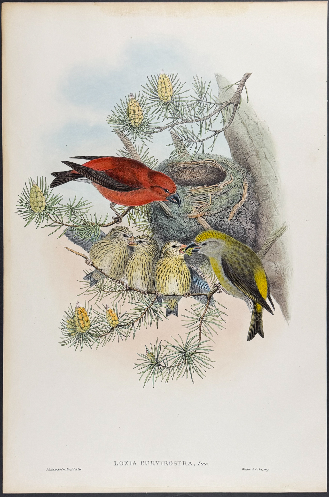 Gould, Great Britain - 3 Bird Lithographs of Greenfinch, Crossbill, & Redpole