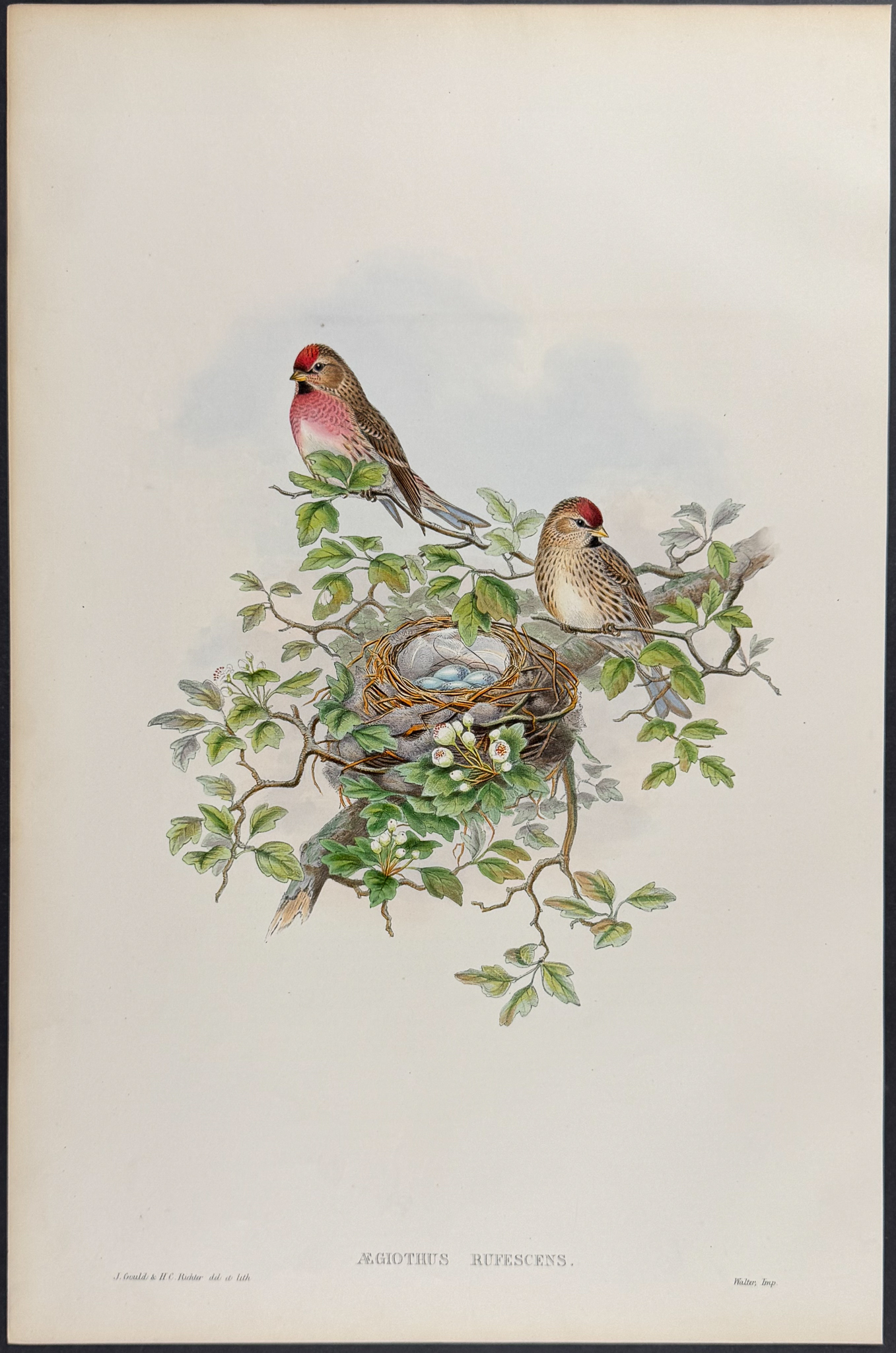 Gould, Great Britain - 3 Bird Lithographs of Greenfinch, Crossbill, & Redpole