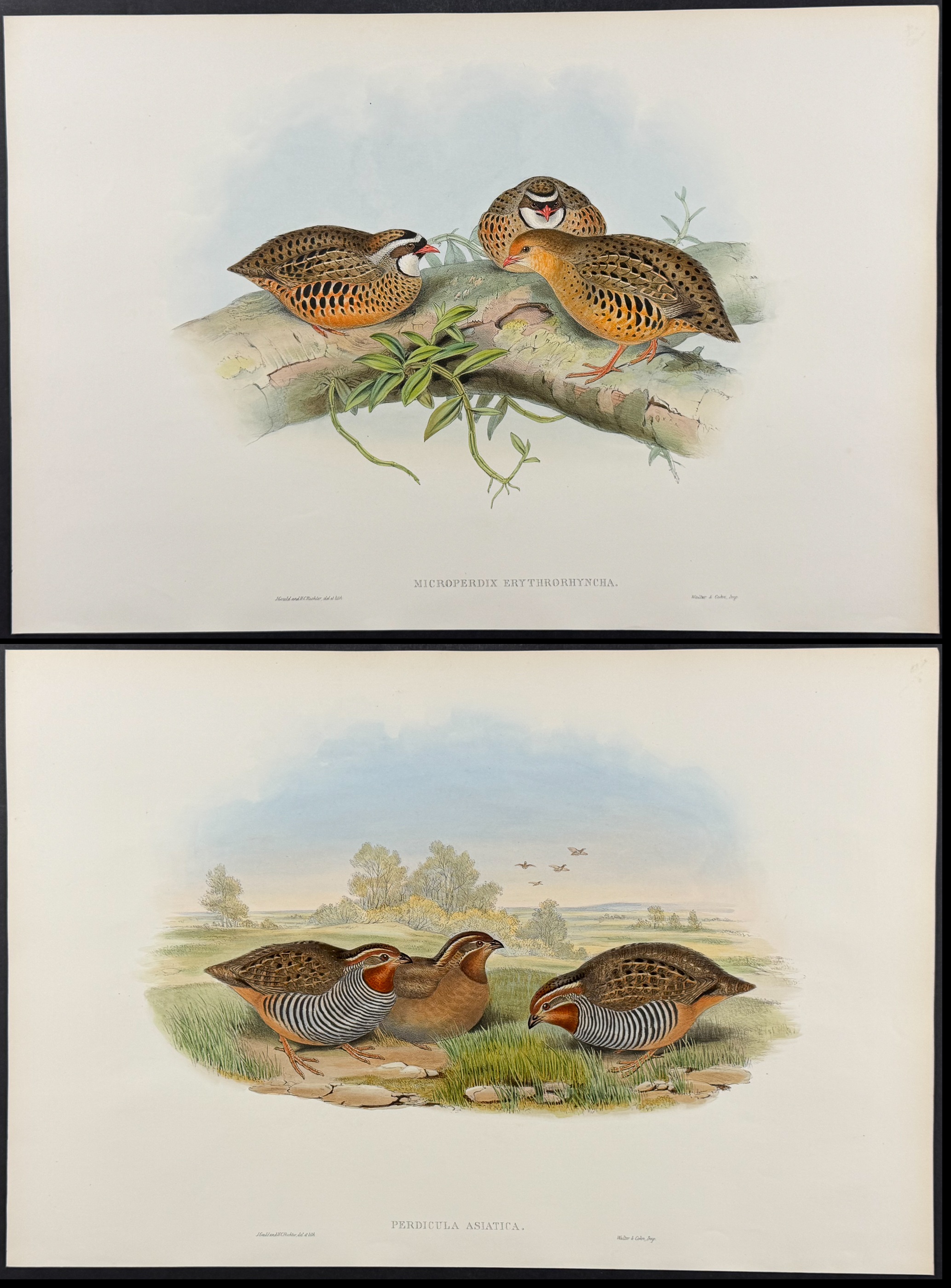 Gould, Asia - 4 Bird Lithographs (Partridge, Bush-Quail, Hemipode)