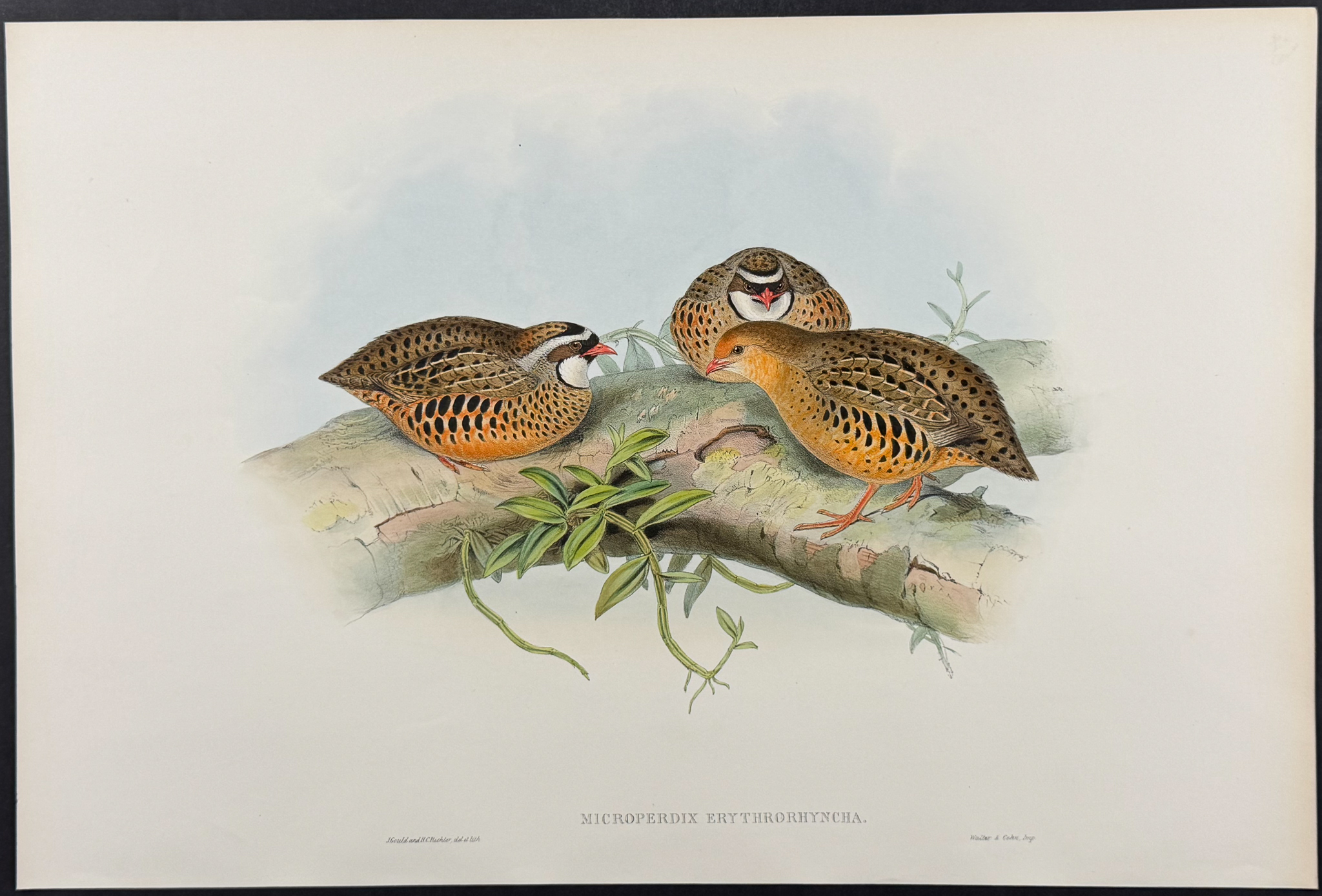 Gould, Asia - 4 Bird Lithographs (Partridge, Bush-Quail, Hemipode)