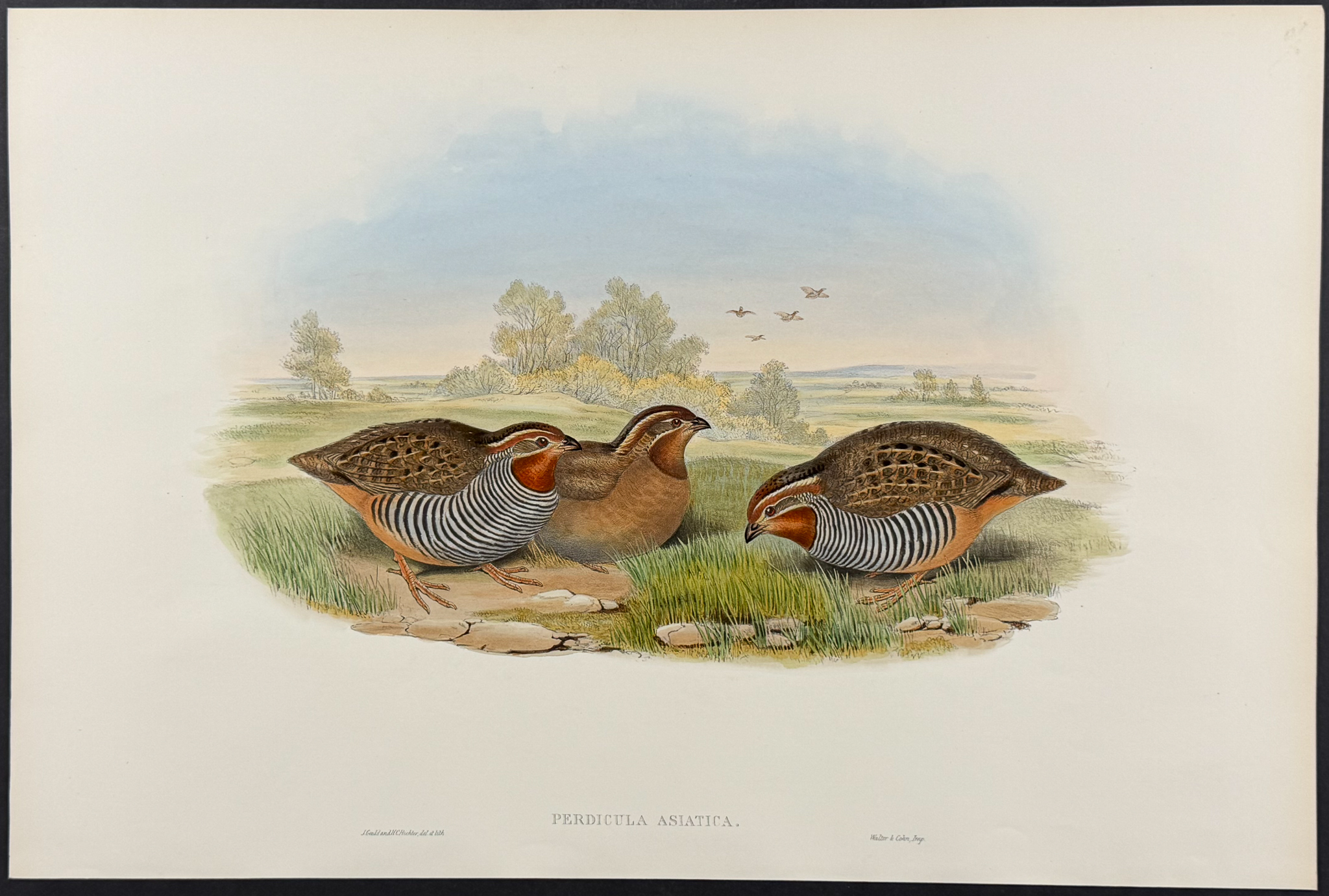 Gould, Asia - 4 Bird Lithographs (Partridge, Bush-Quail, Hemipode)