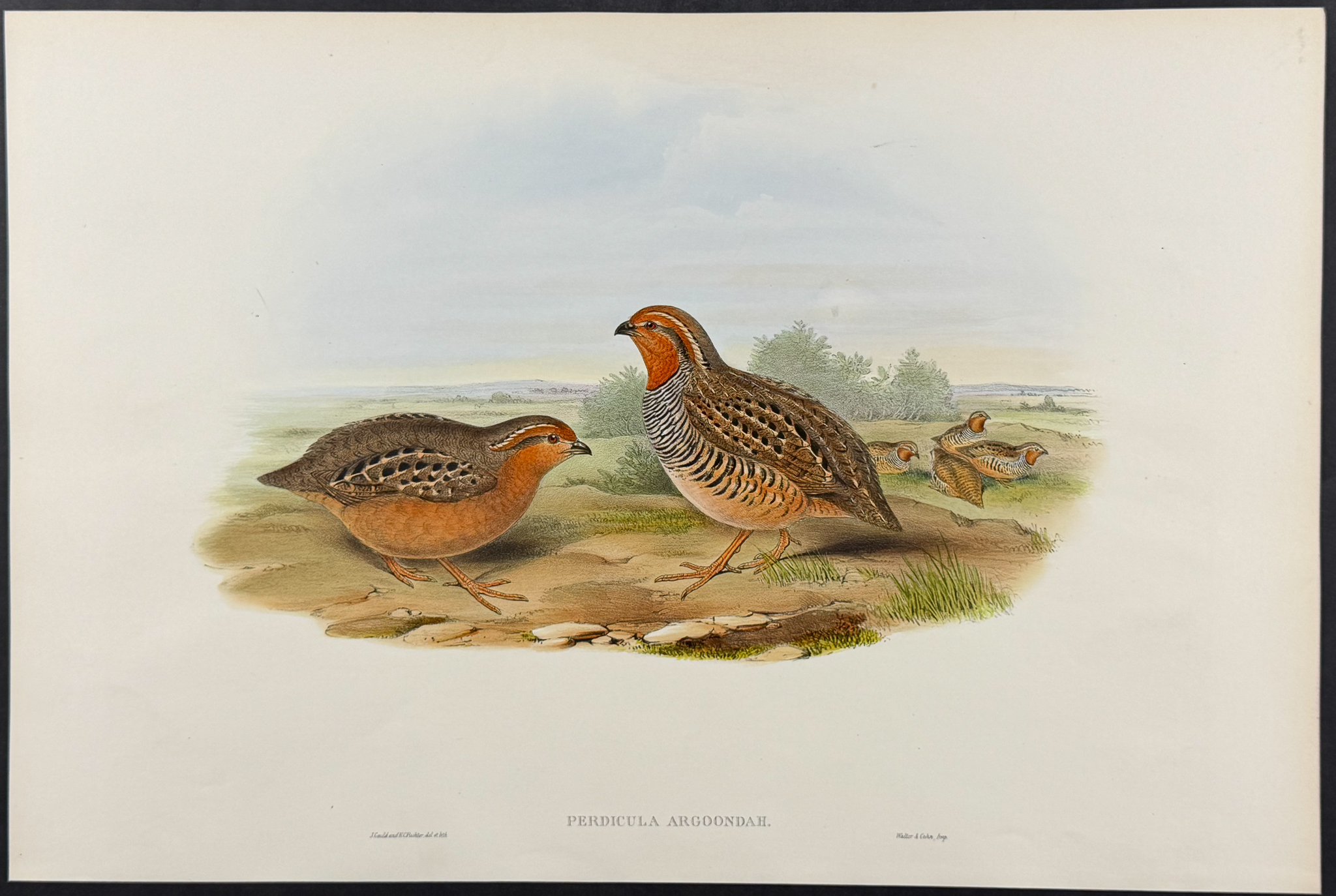 Gould, Asia - 4 Bird Lithographs (Partridge, Bush-Quail, Hemipode)