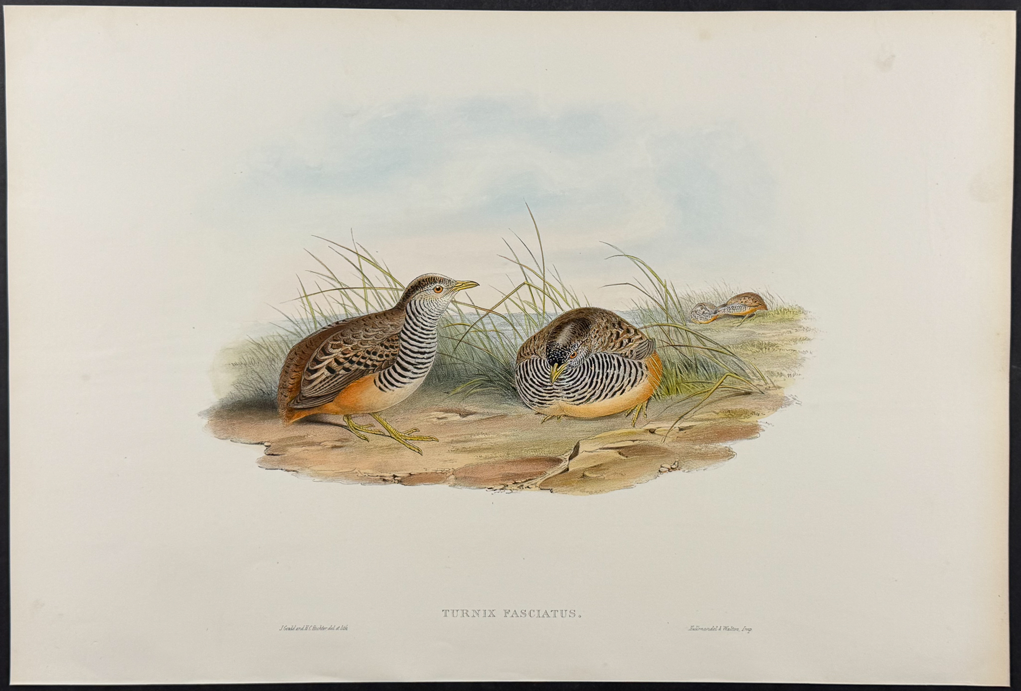 Gould, Asia - 4 Bird Lithographs (Partridge, Bush-Quail, Hemipode)