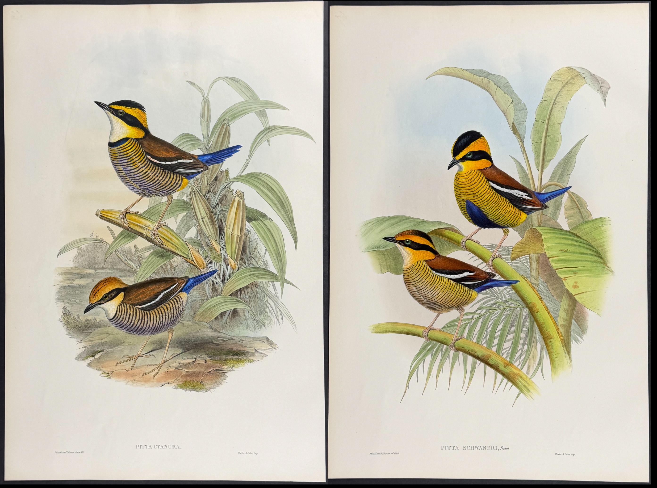 Gould, Asia - 4 Bird Lithographs (Pitta, Dial Bird, Rock-Thrush)