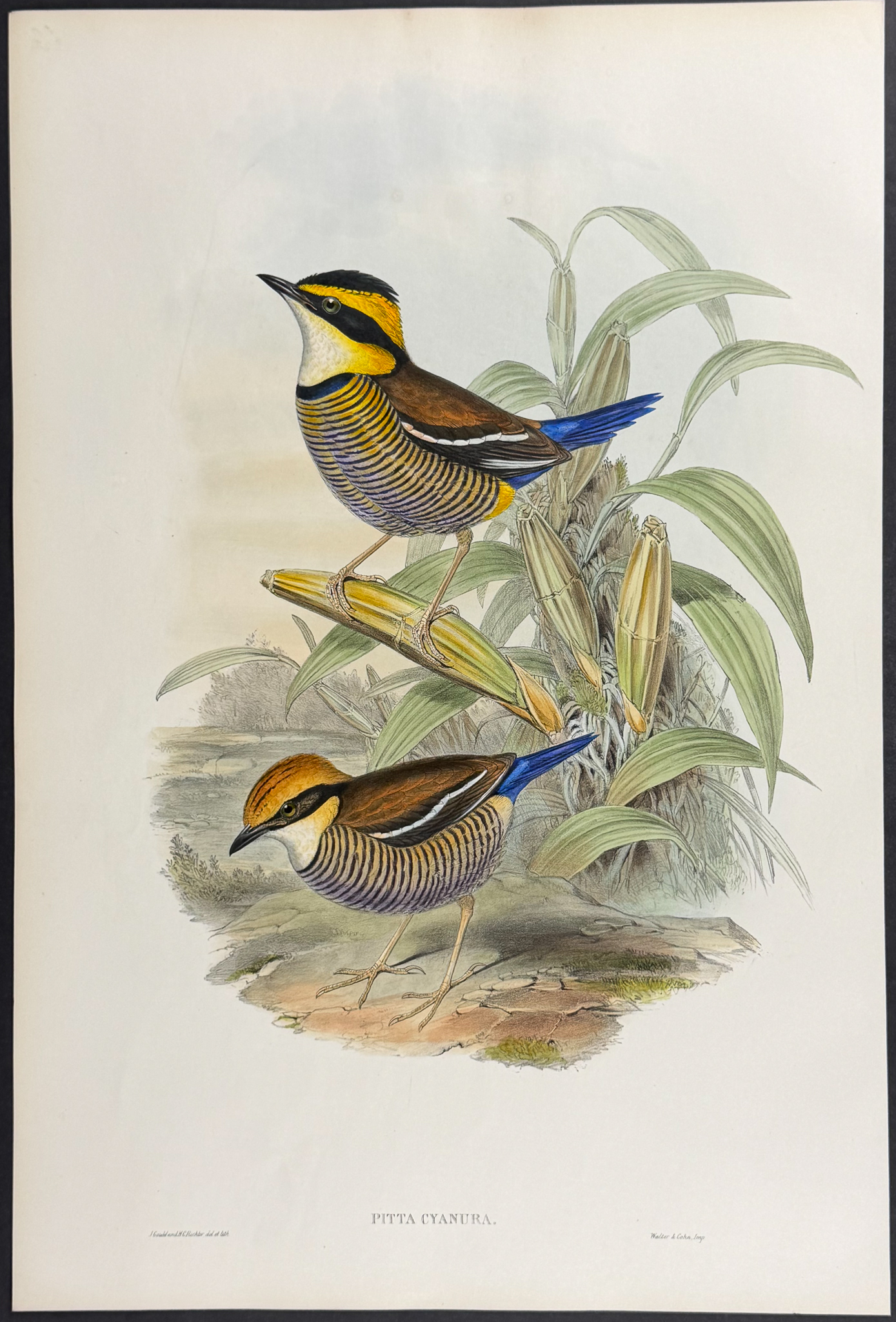 Gould, Asia - 4 Bird Lithographs (Pitta, Dial Bird, Rock-Thrush)