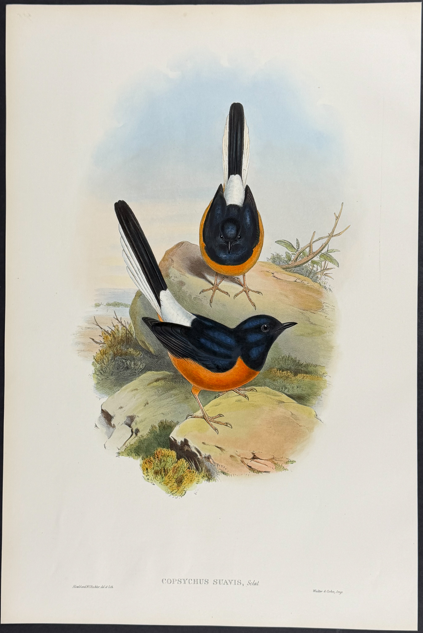 Gould, Asia - 4 Bird Lithographs (Pitta, Dial Bird, Rock-Thrush)