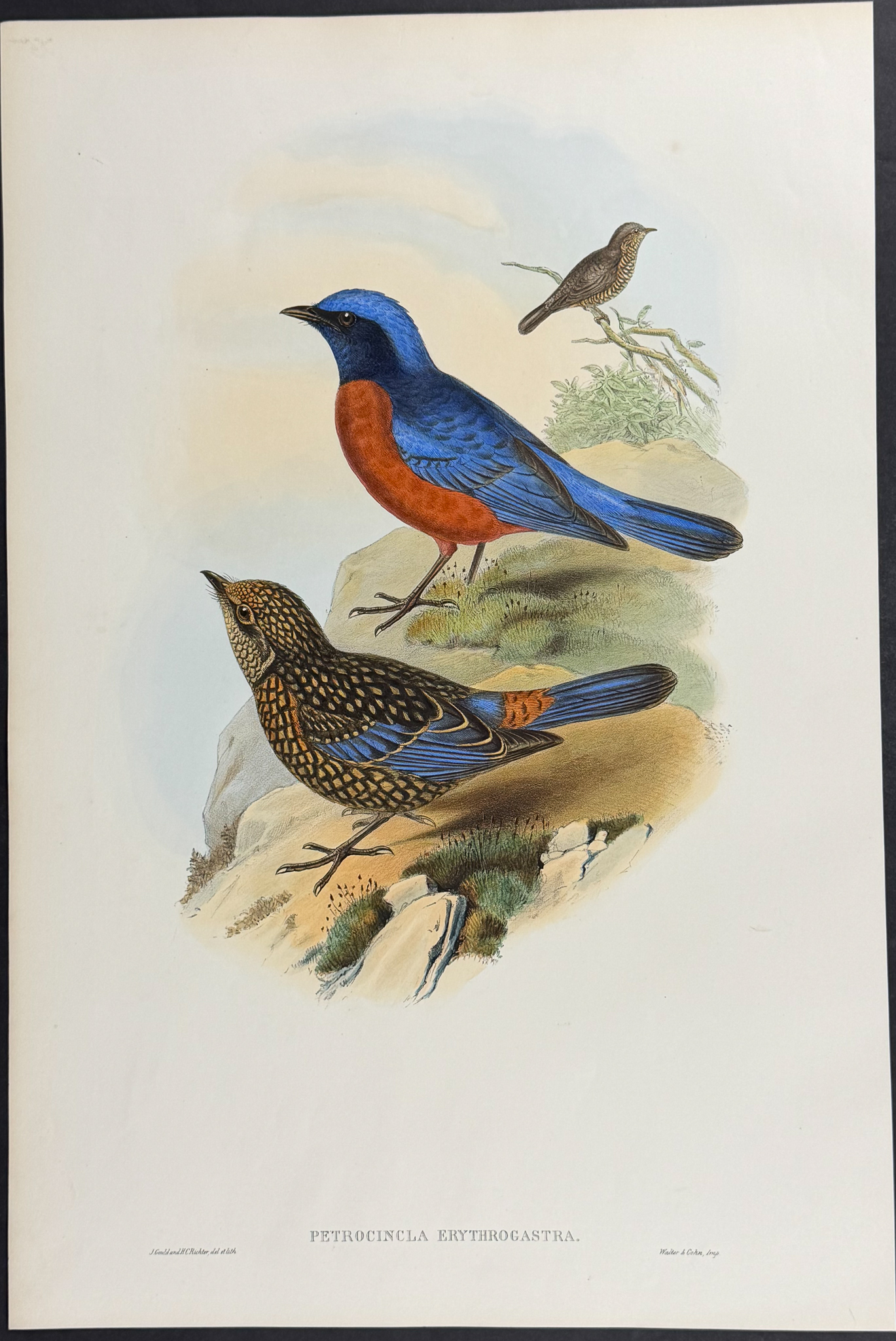 Gould, Asia - 4 Bird Lithographs (Pitta, Dial Bird, Rock-Thrush)