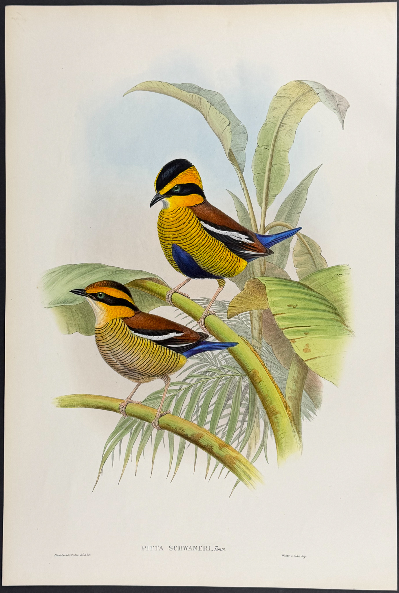 Gould, Asia - 4 Bird Lithographs (Pitta, Dial Bird, Rock-Thrush)