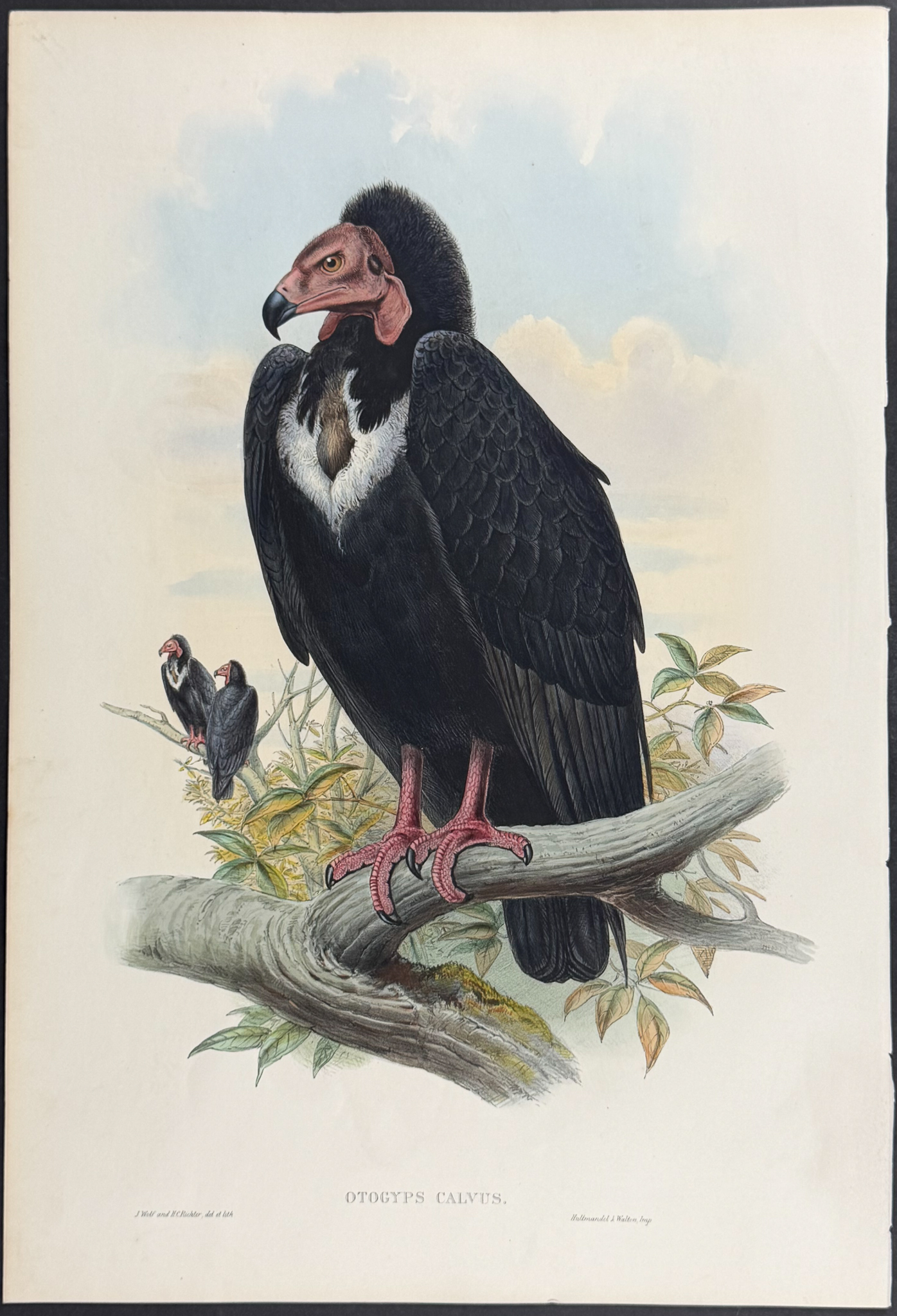 Gould, Asia - Black Vulture [Otogyps Calvus]