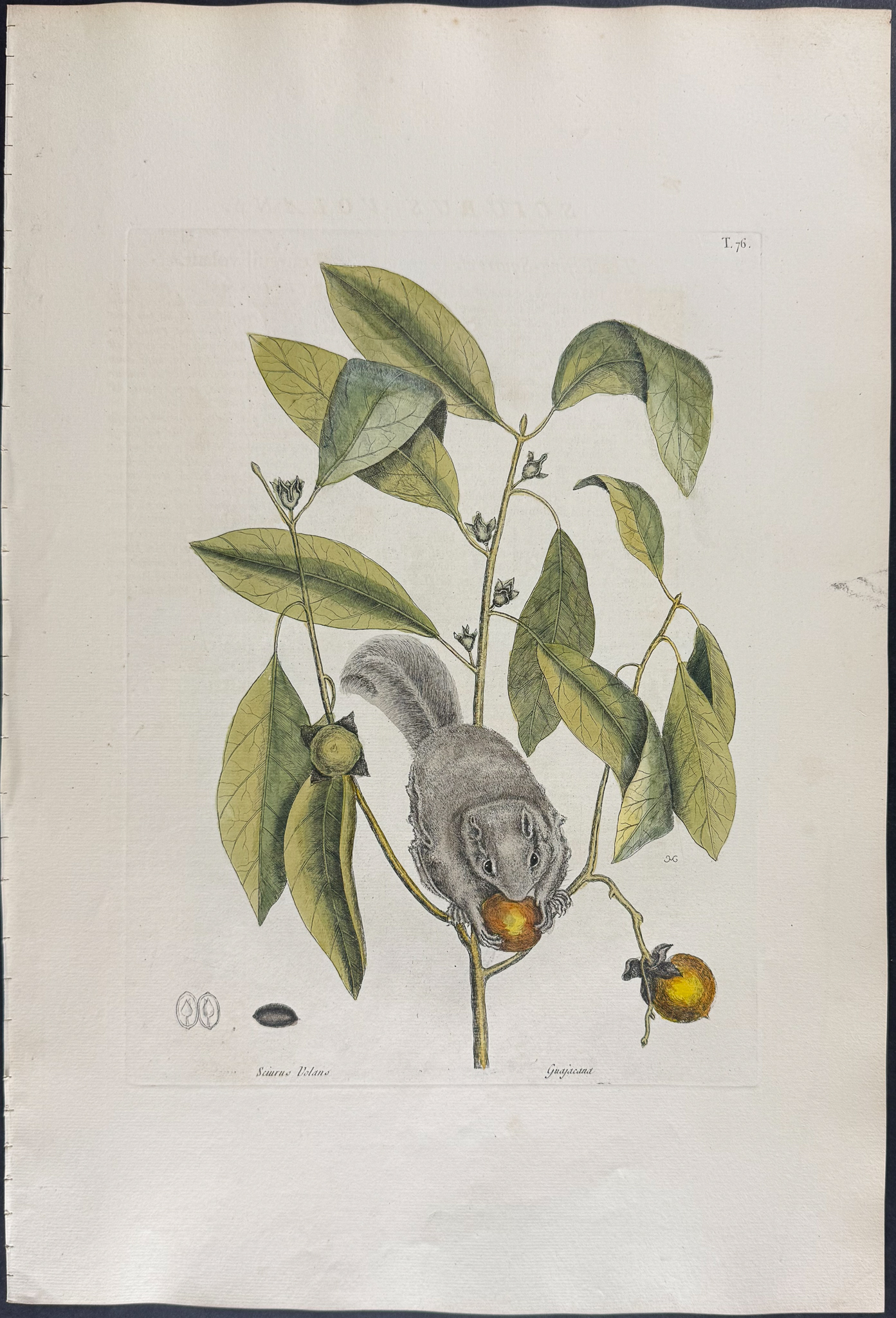 Catesby, Folio - Flying Squirrel with Persimmon. 2-76