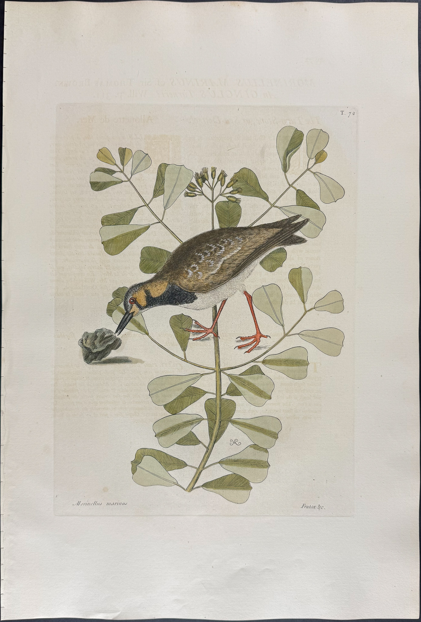 Catesby, Folio - Turn Stone or Sea Dottrel. 1-72