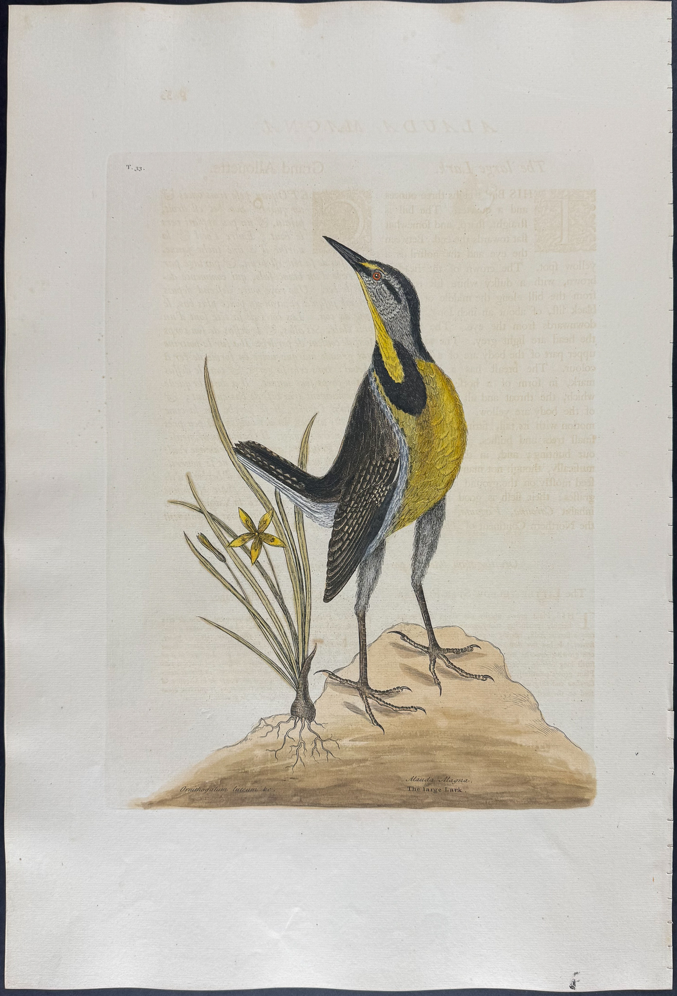 Catesby, Folio - Large Lark with Little Yellow Starflower. 1-33