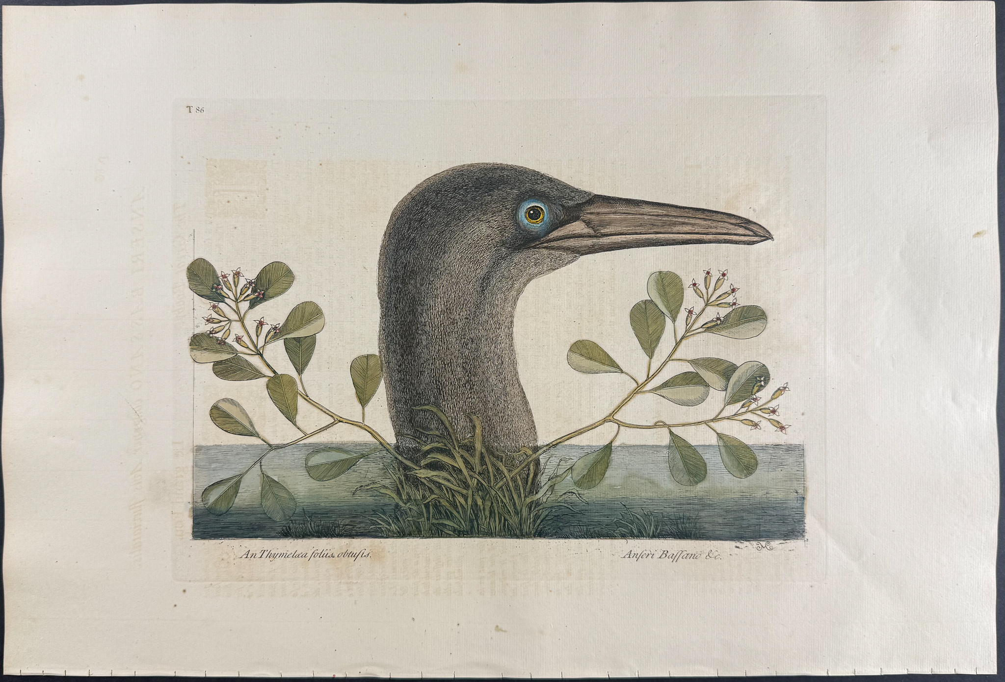 Catesby, Folio - Great Booby. 1-86