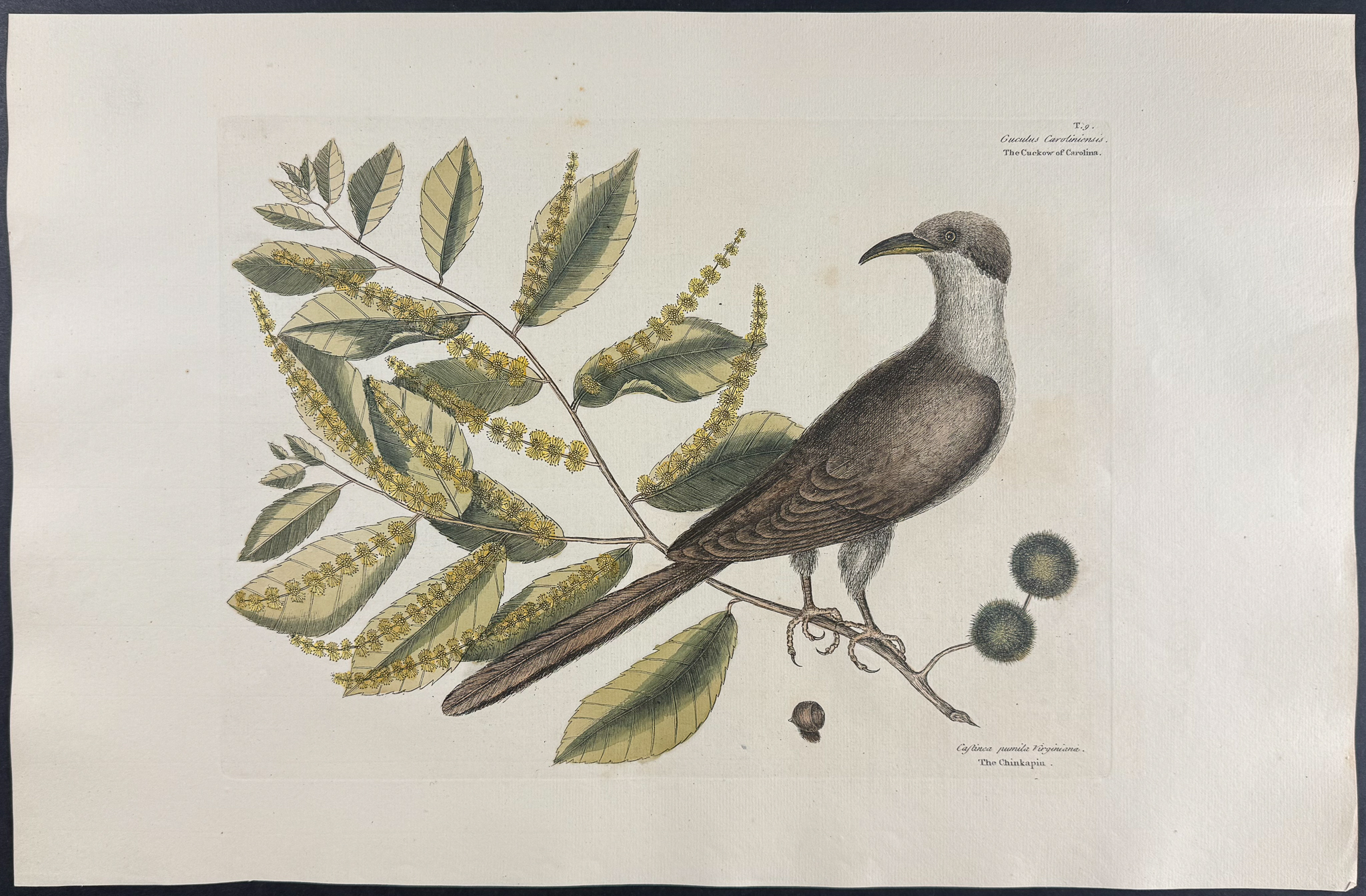 Catesby, Folio - Cuckow of Carolina with Chinkapin. 1-9