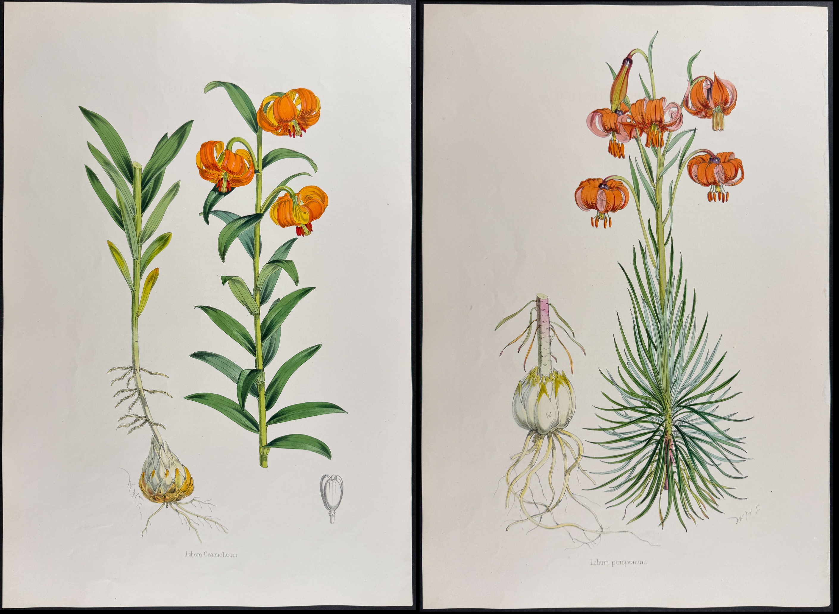 Elwes & Fitch - 4 Folio Lily Lithographs