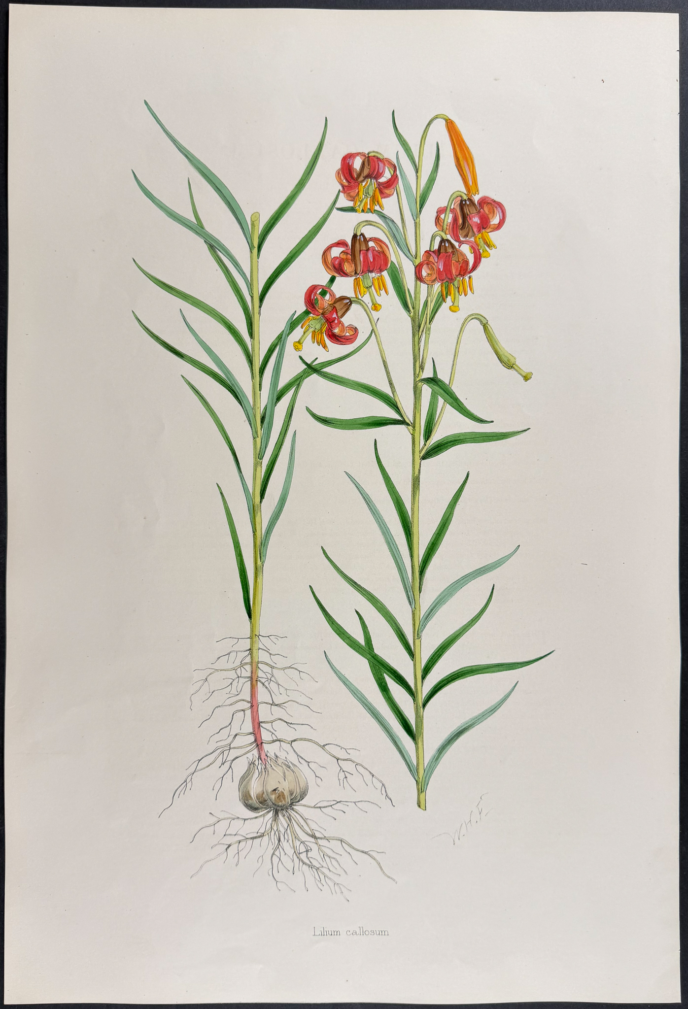 Elwes & Fitch - 4 Folio Lily Lithographs